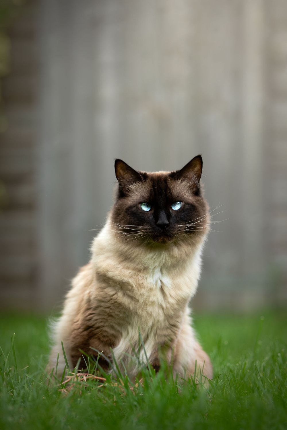 cat photography