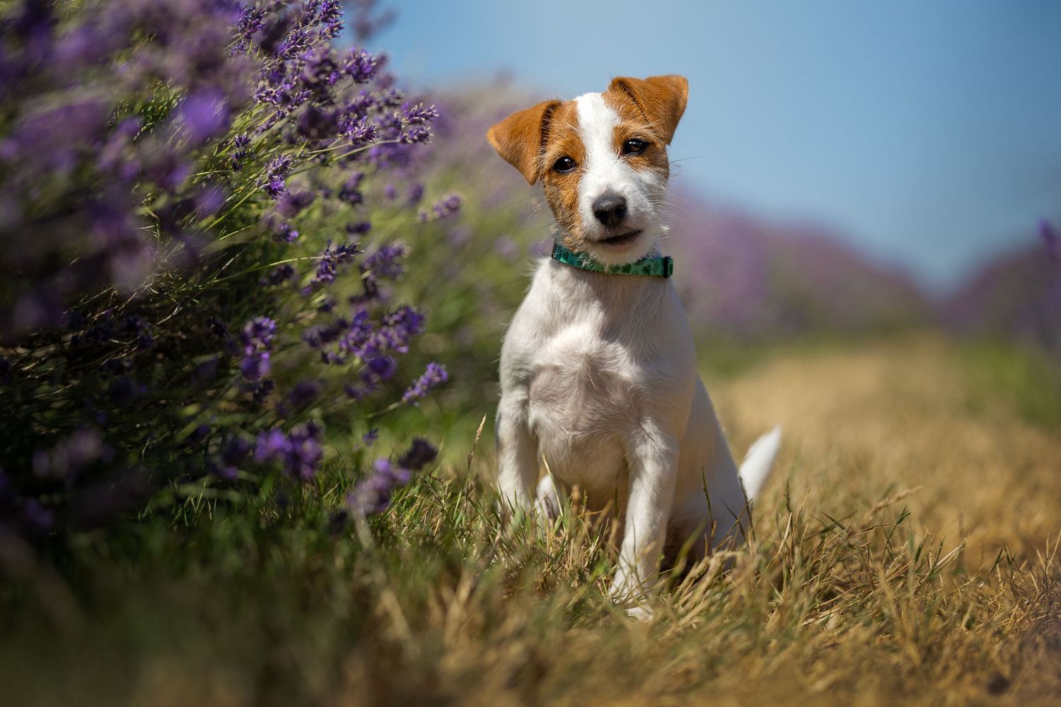 dog photography