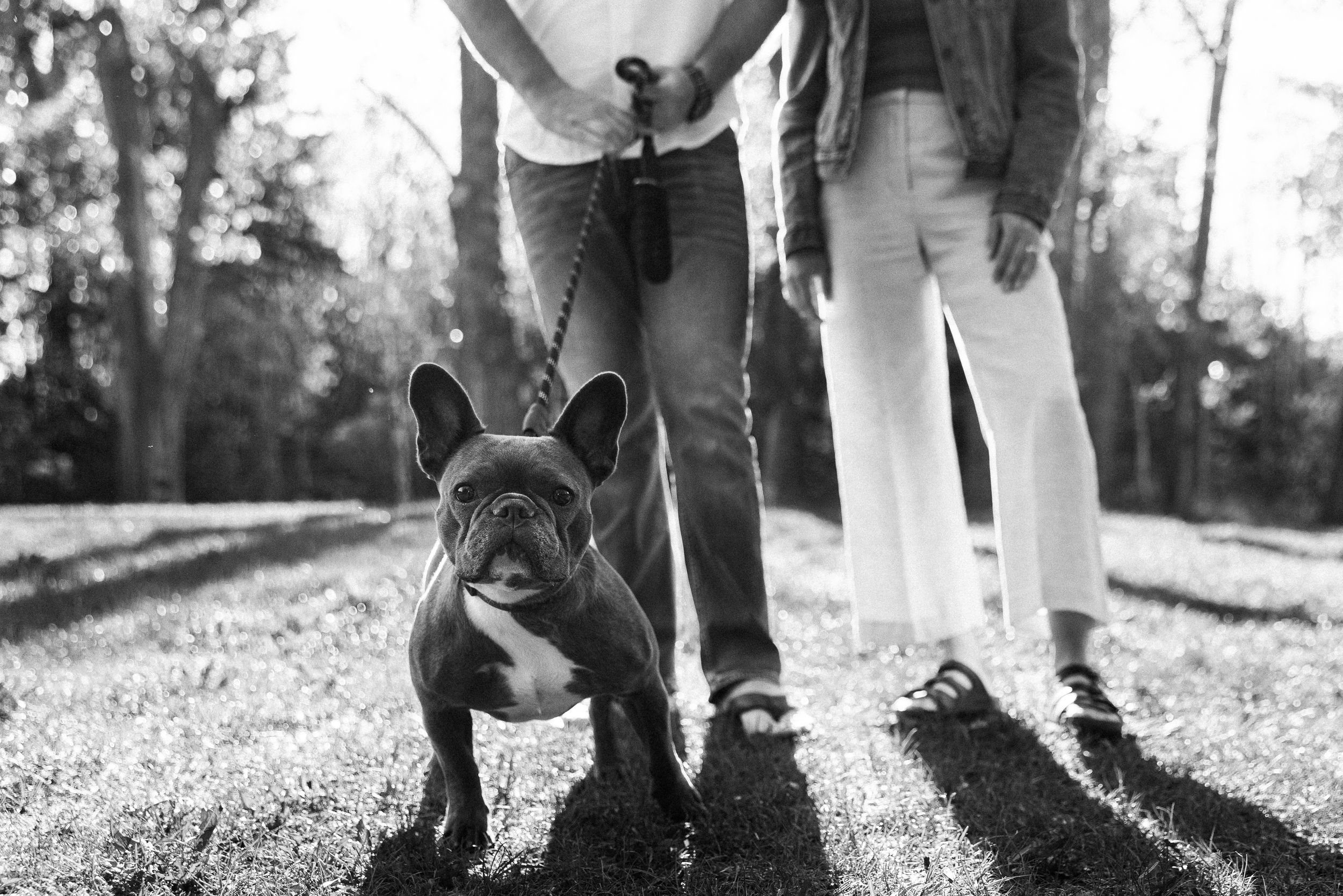 Black and white photo of a French Bulldog on a leash standing between two people in a sunny park.