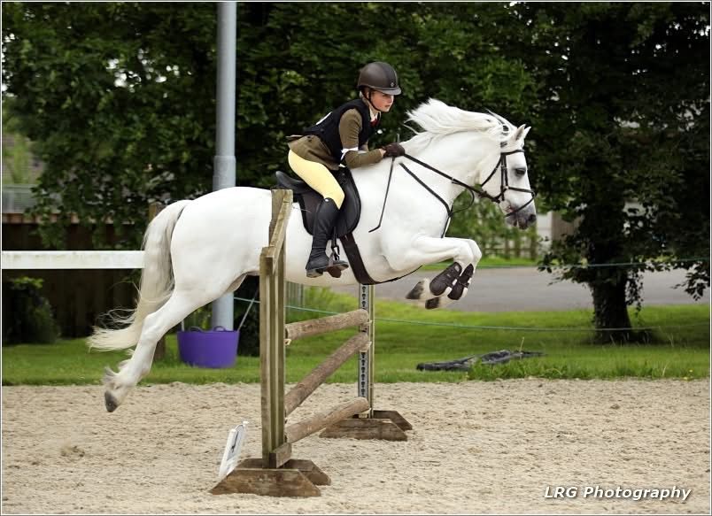 horse photography