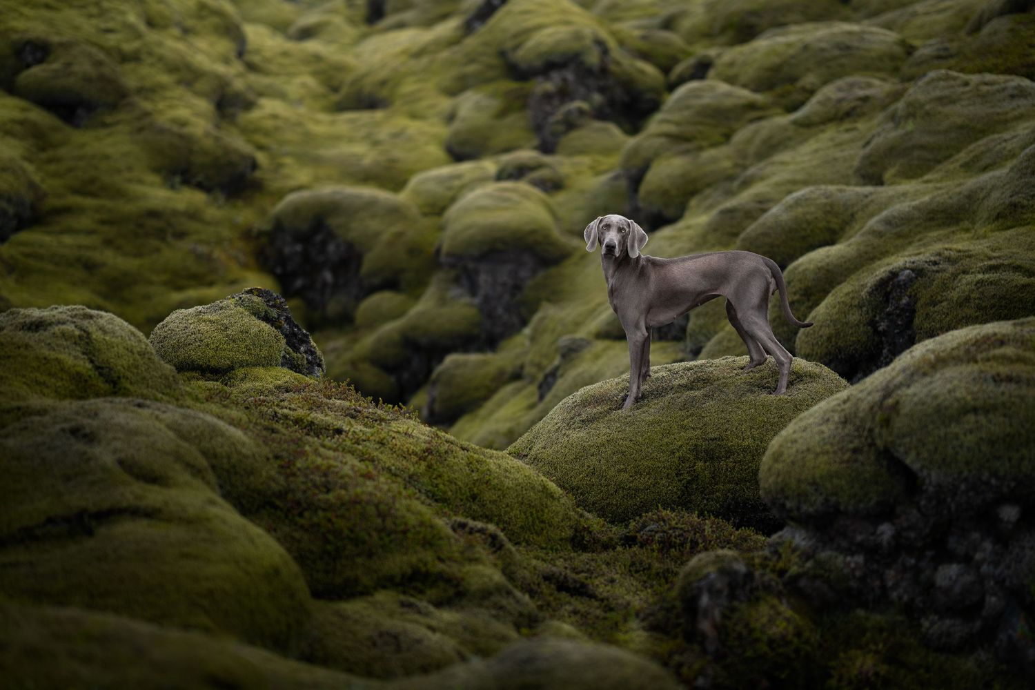Weimaraner in IJslands met mos bedekt lavaveld