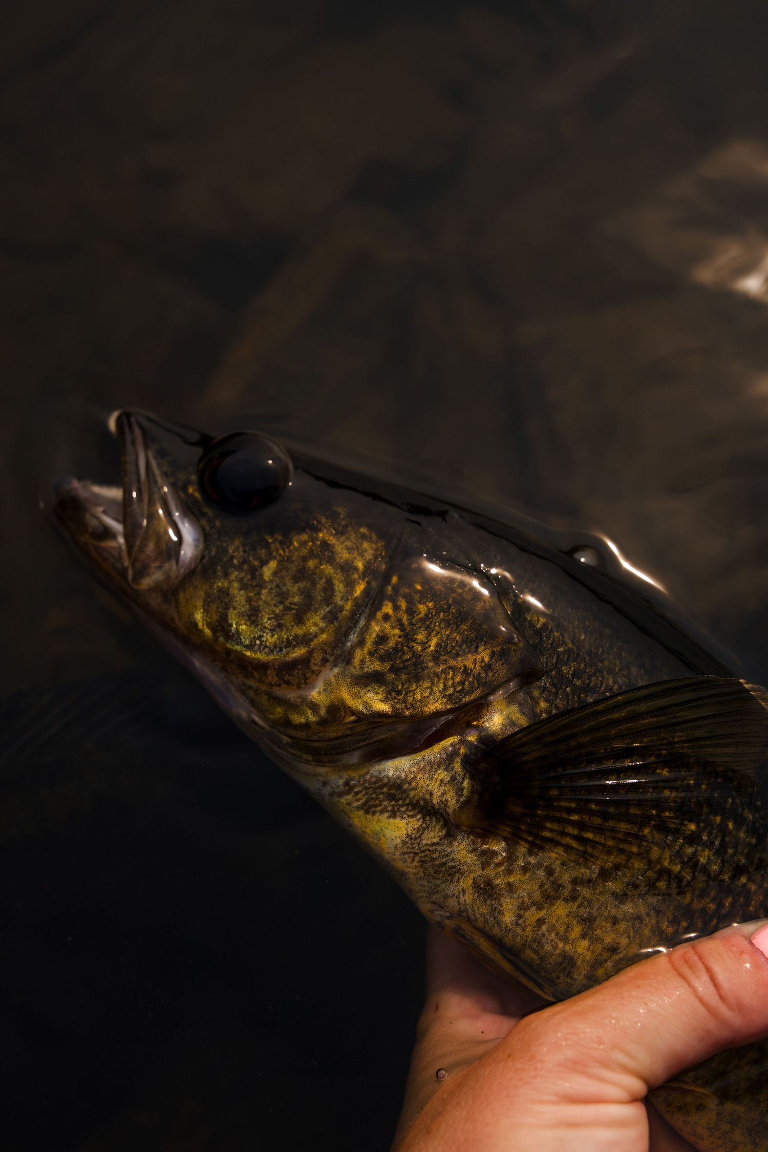 Close-up of a freshly caught smallmouth bass with golden-brown scales.
