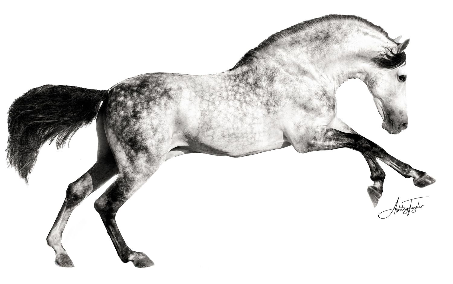 Black and white illustration of a dappled Dappled Andalusian stud horse in full gallop motion.