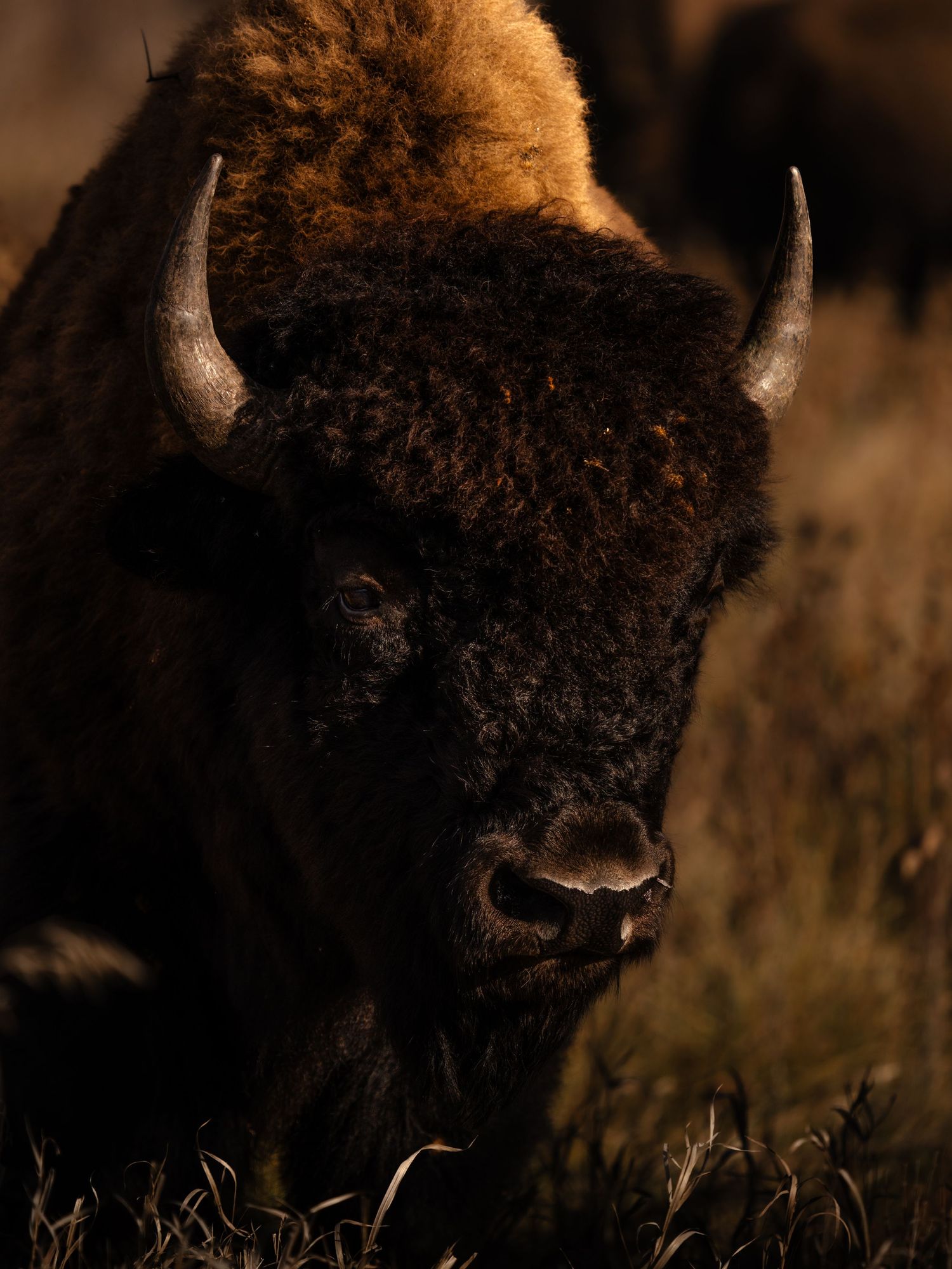 Close-up portrait of a bison's face showing its dark fur and distinctive features.