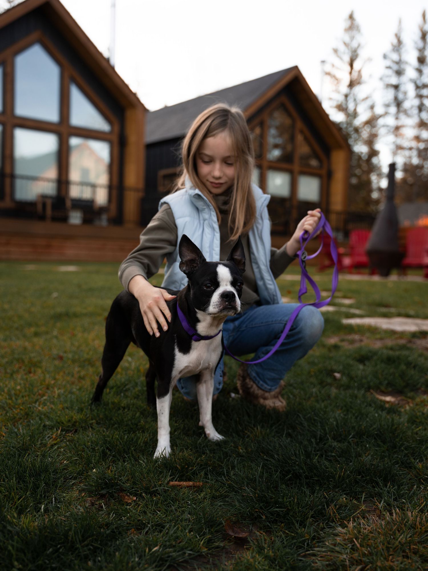 Boston Terrier puppy playing in the grass near wooden cabins.