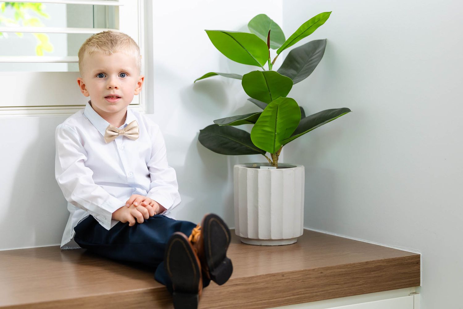 A small figure in a white dress shirt sits on a wooden surface next to a potted fiddle leaf fig plant by a window.