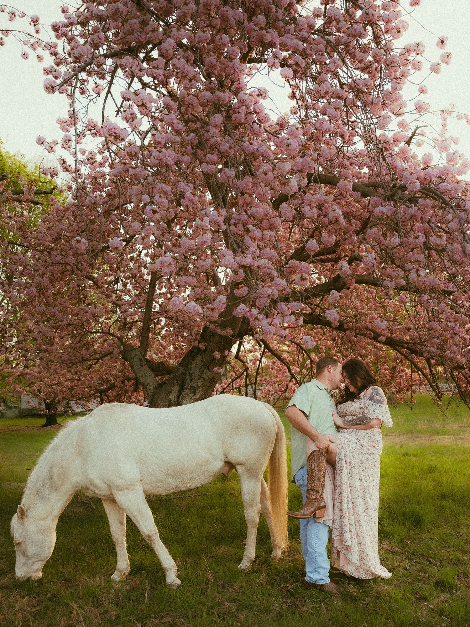 Couple kissing under pink cherry blossom tree with white horse grazing nearby on green grass.