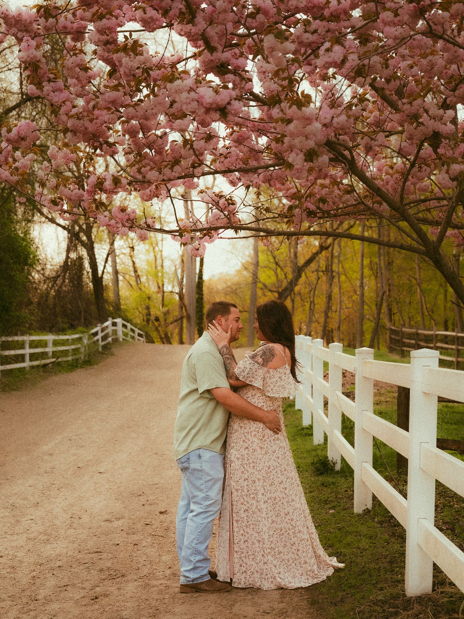Couple embracing under pink cherry blossom tree on rustic dirt path with white fence at golden hour.