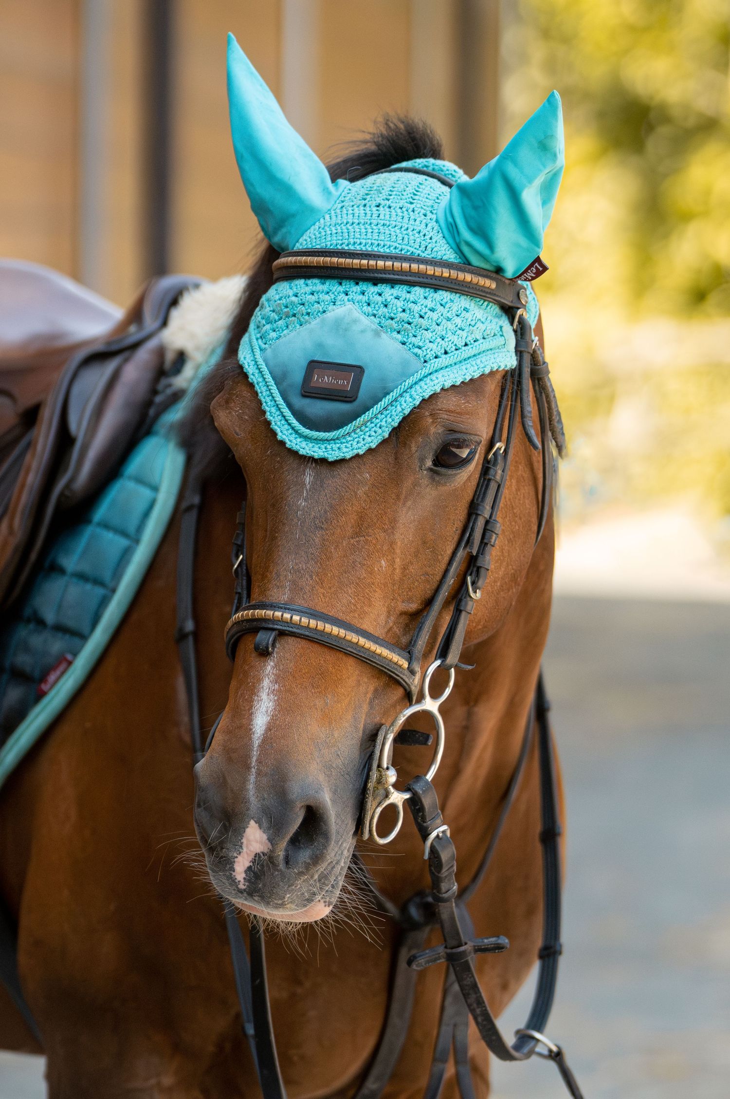 Photo of beautiful bay gelding in the Italian countryside just outside of Bergamo in Northern Italy. Featuring Le Mieux products.