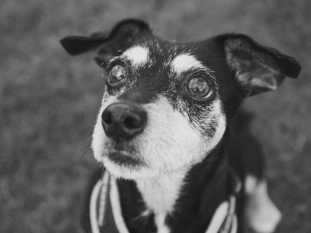 senior dog looking up
wedding photographer
nottingham photographer
derby photographer
dog photographer
equine photographer