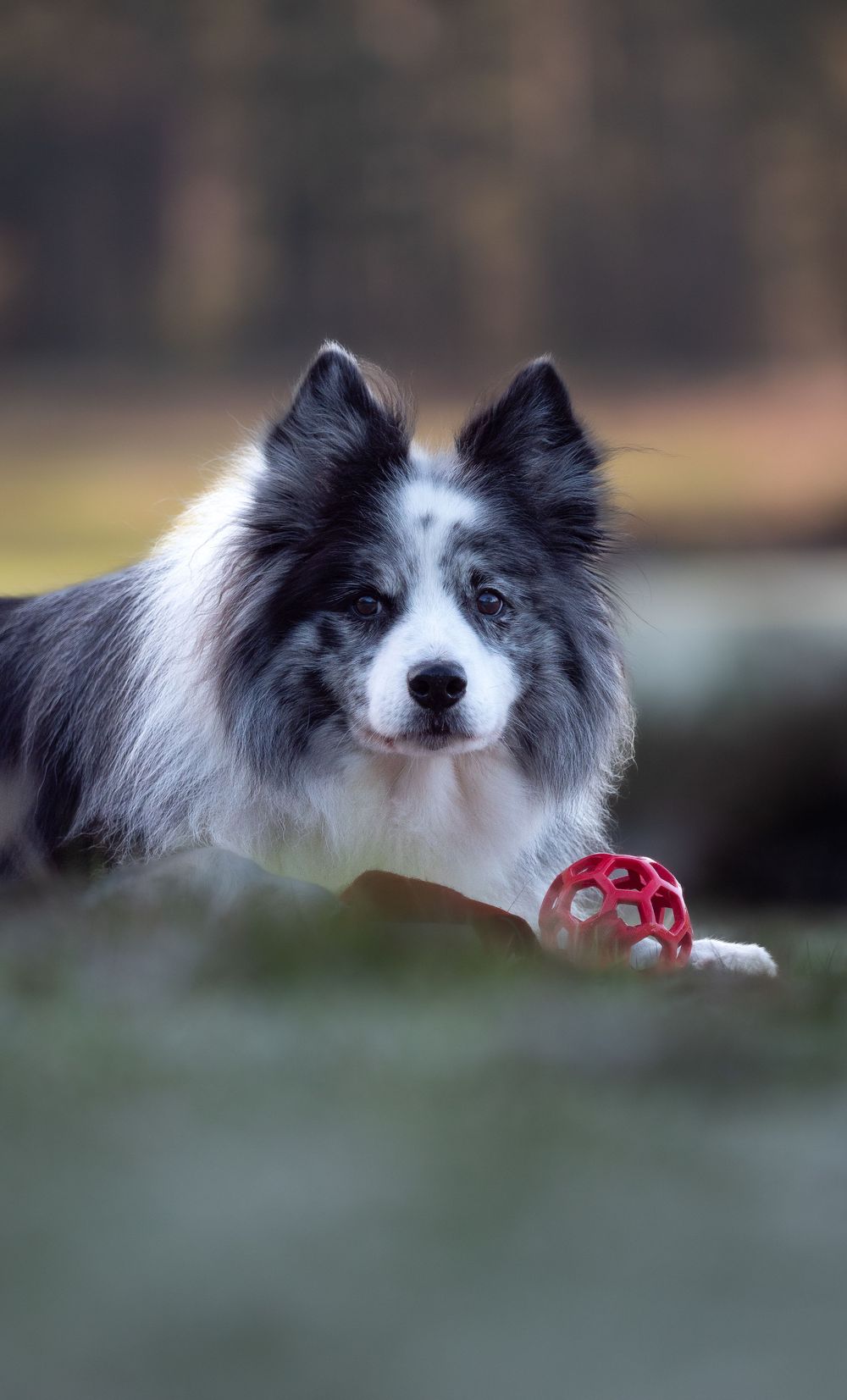 wedding photographer
nottingham photographer
derby photographer
dog photographer
equine photographer