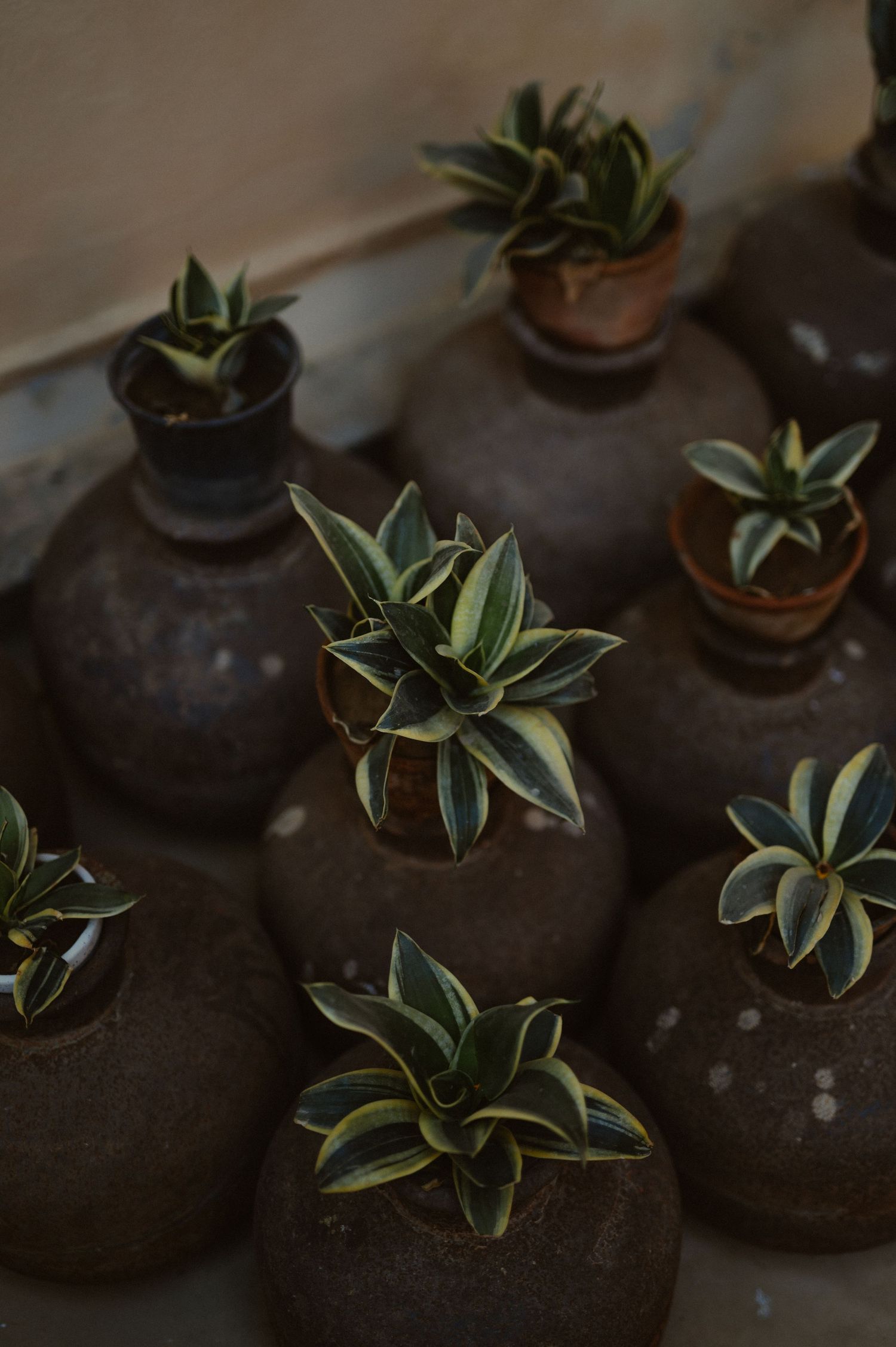 Collection of small succulent plants in dark ceramic pots arranged on surface.