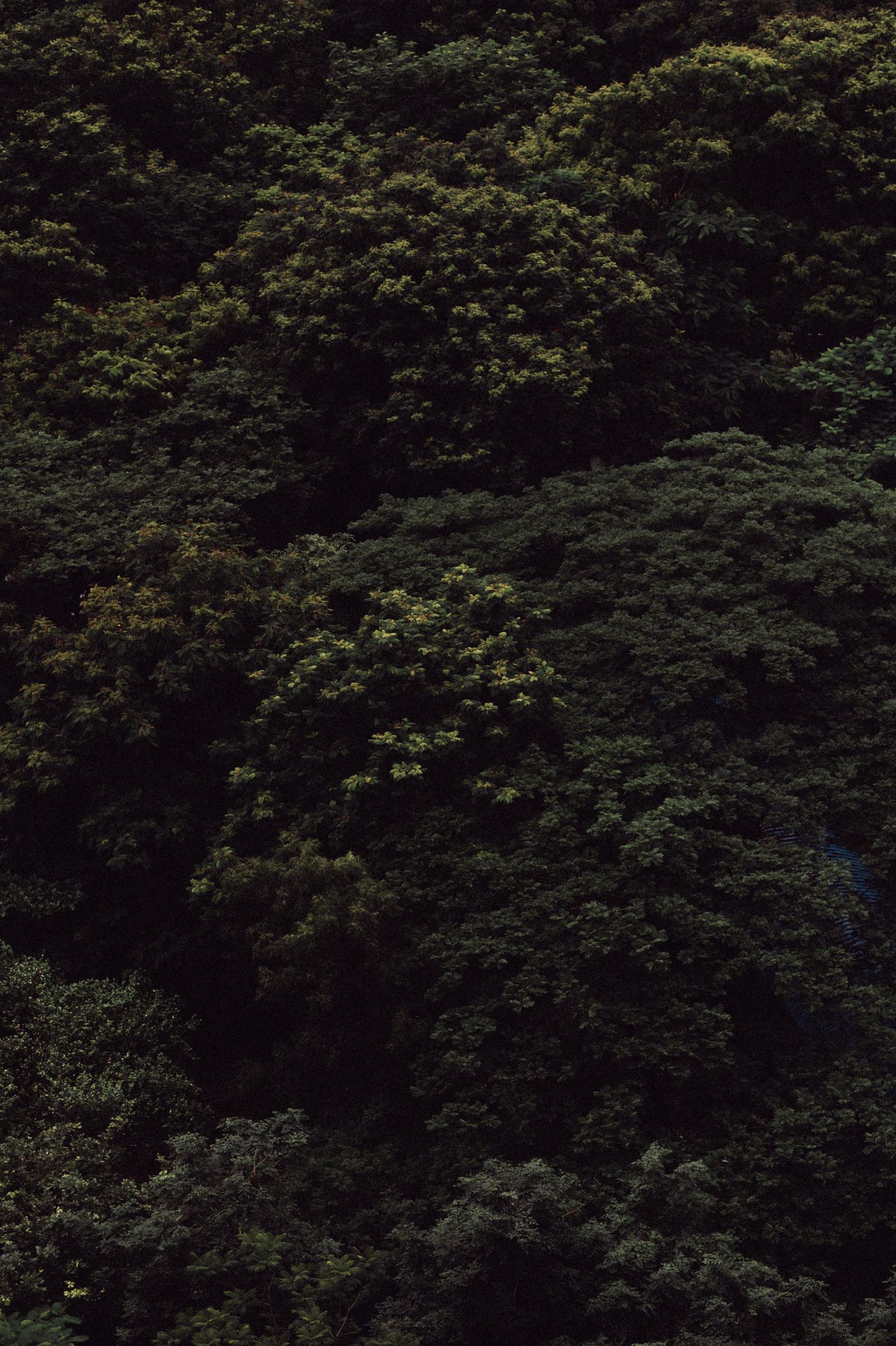 Dense green forest canopy creating a dark natural pattern of leaves and branches.