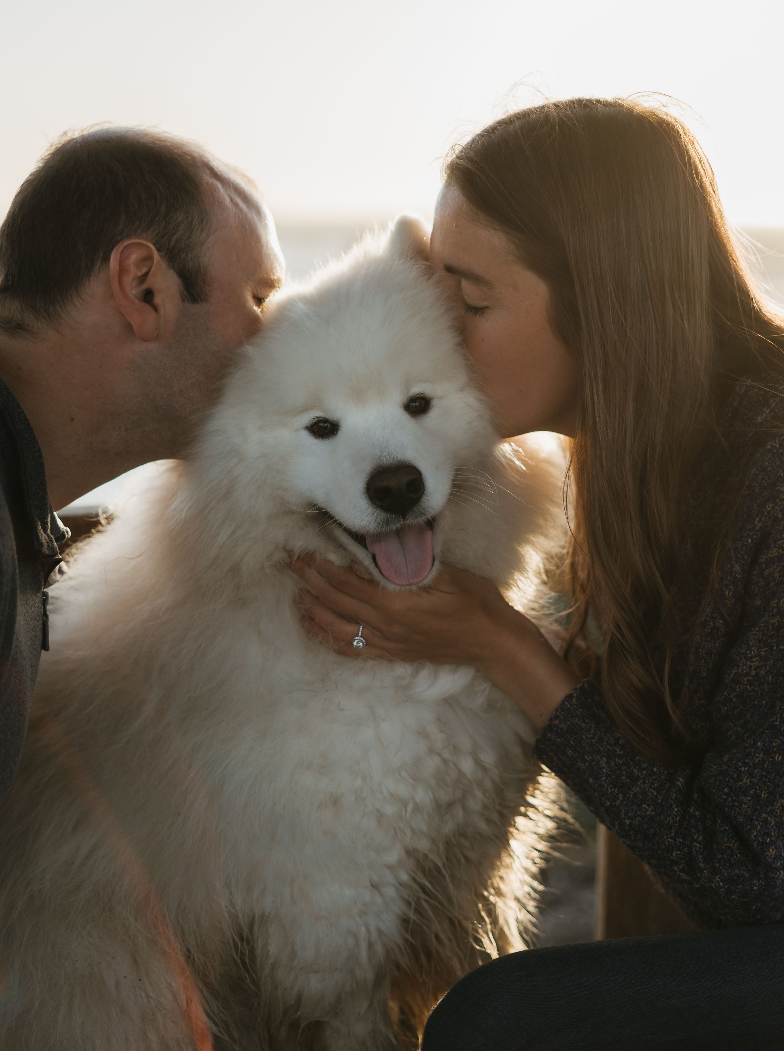 A fluffy white Samoyed dog receives affectionate attention as golden sunlight glows in the background.