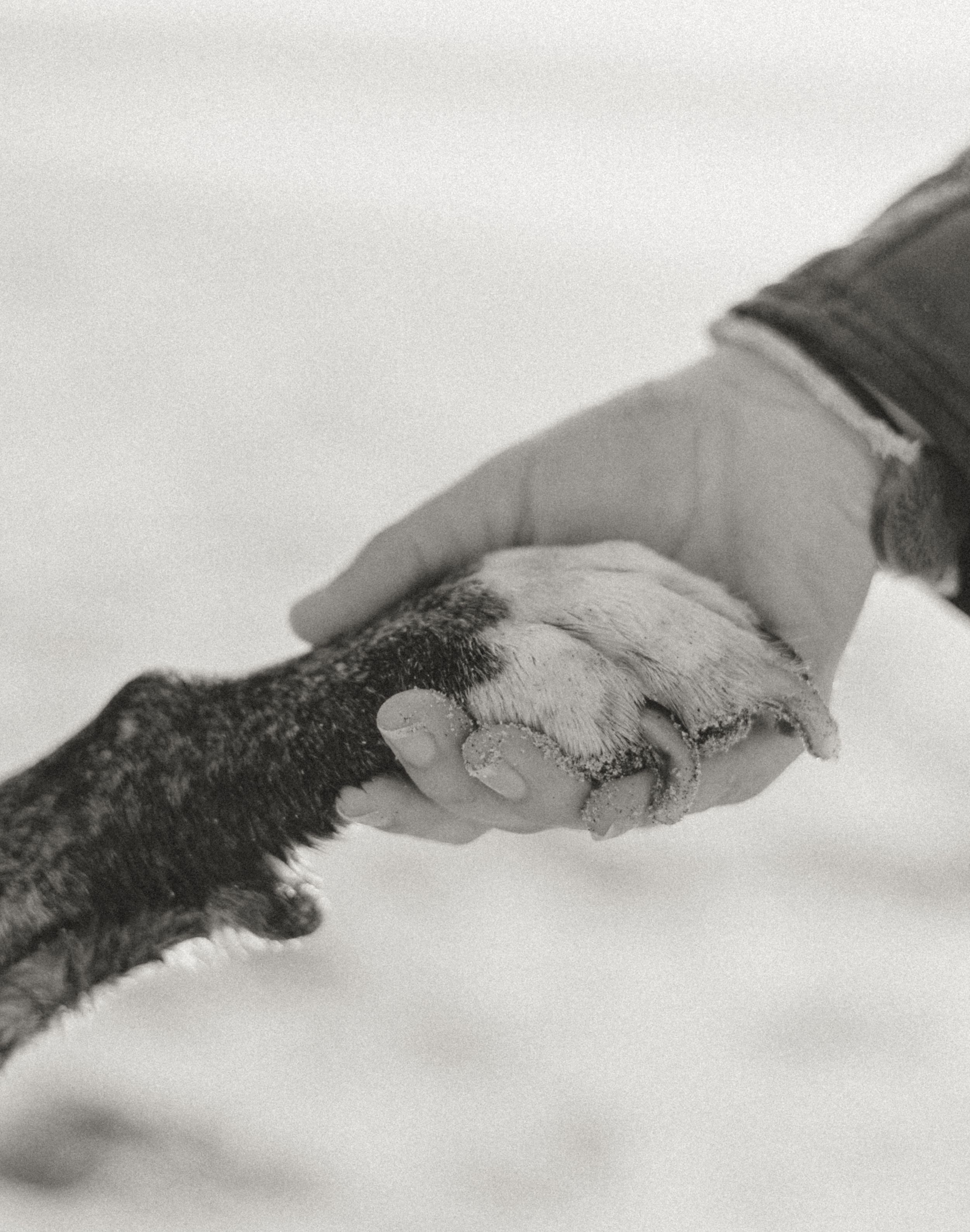 A human hand and dog paw touching in a tender black and white photograph showing connection between human and animal.