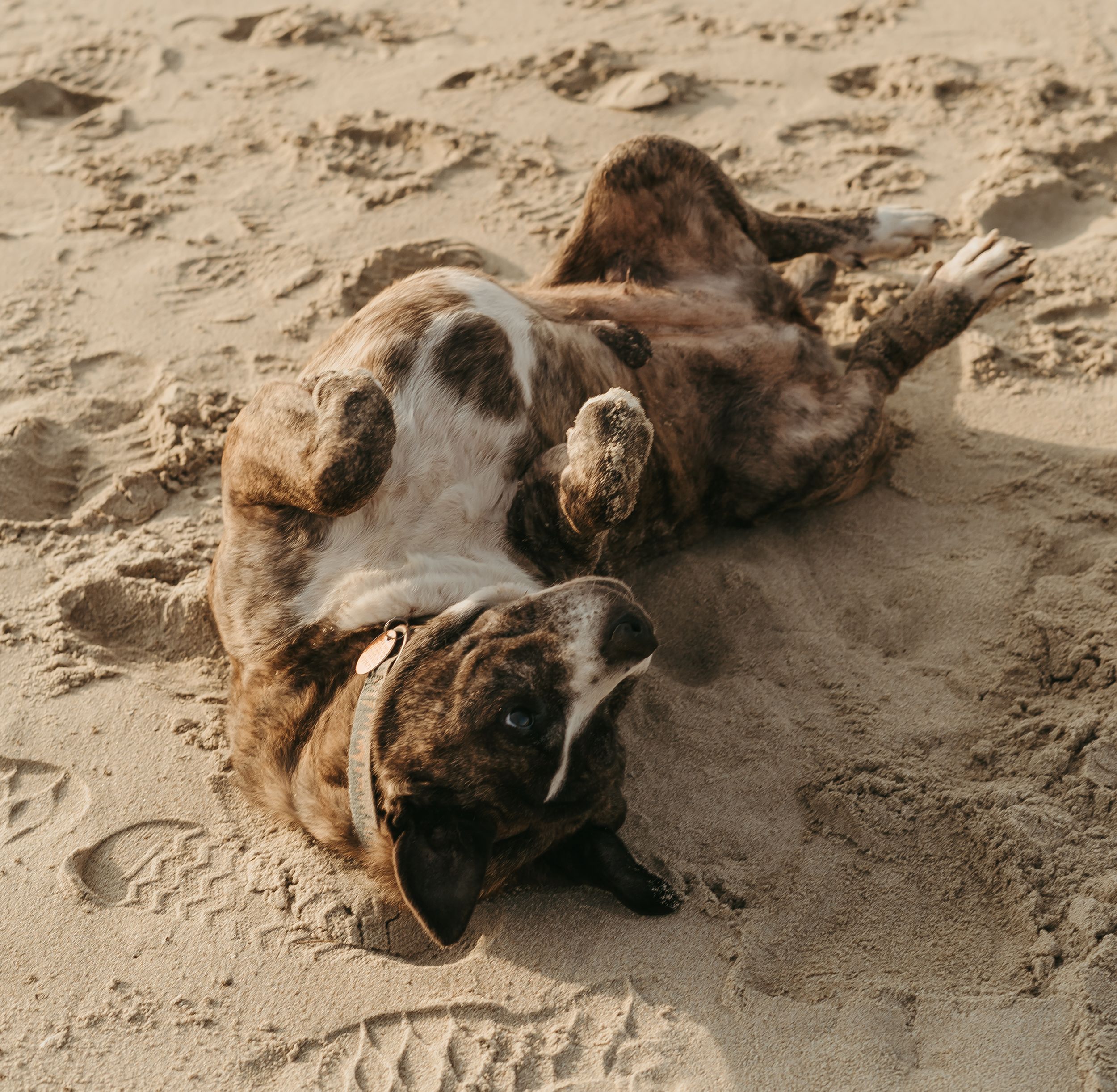 A brown dog lies on its back in the sand, playfully rolling around and showing its belly.