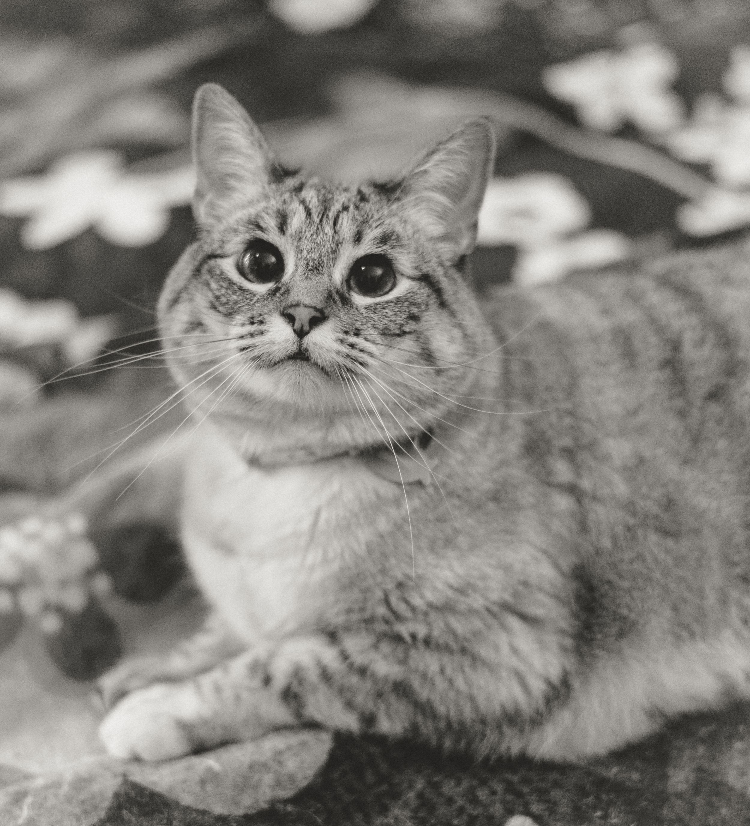 Black and white portrait of a tabby cat with wide expressive eyes looking up while resting outdoors.