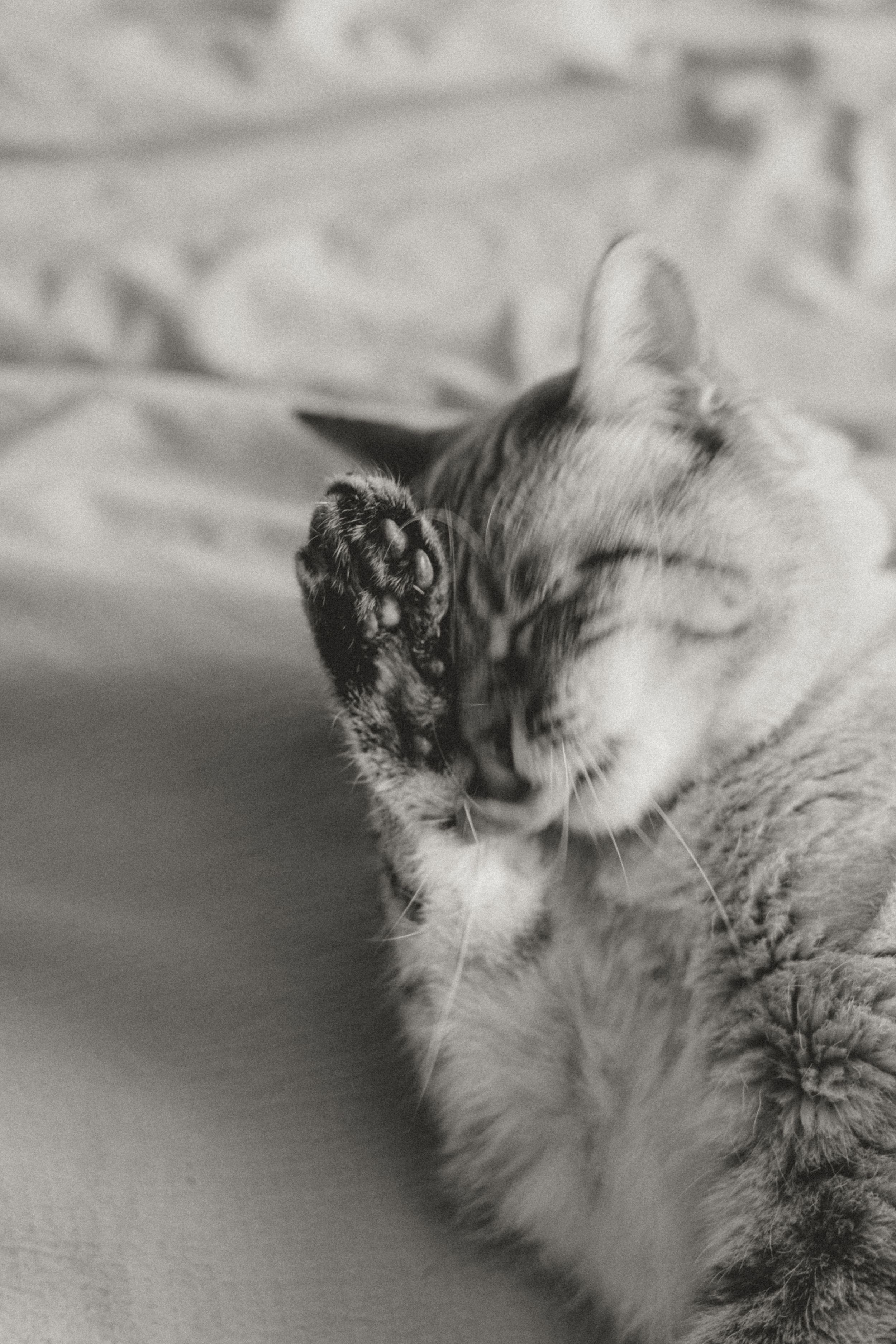 A black and white photograph shows a sleepy cat with its paw raised to its face in a grooming gesture.