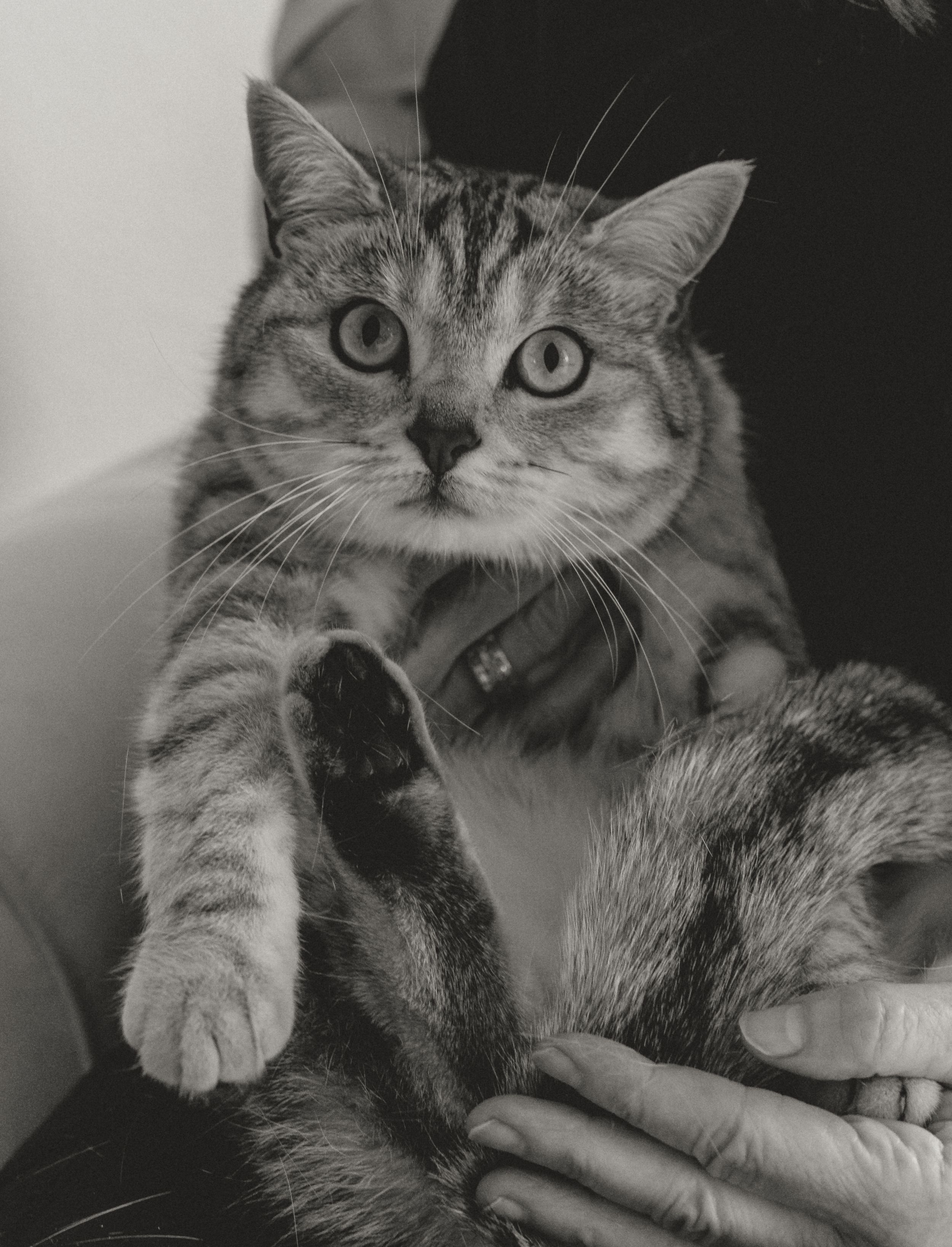 Close-up black and white portrait of a gray tabby cat with bright eyes being held by someone's hands.