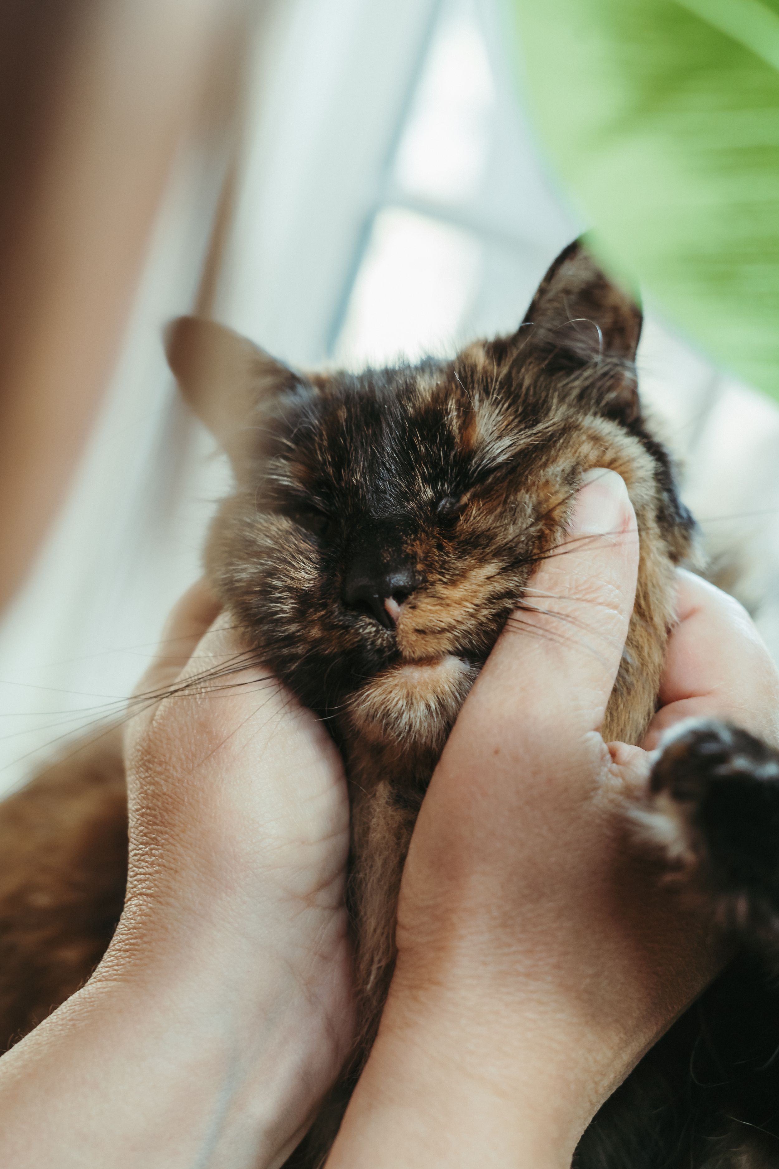 Hands gently cradle a sleepy tortoiseshell kitten's face as it rests contentedly near a window.