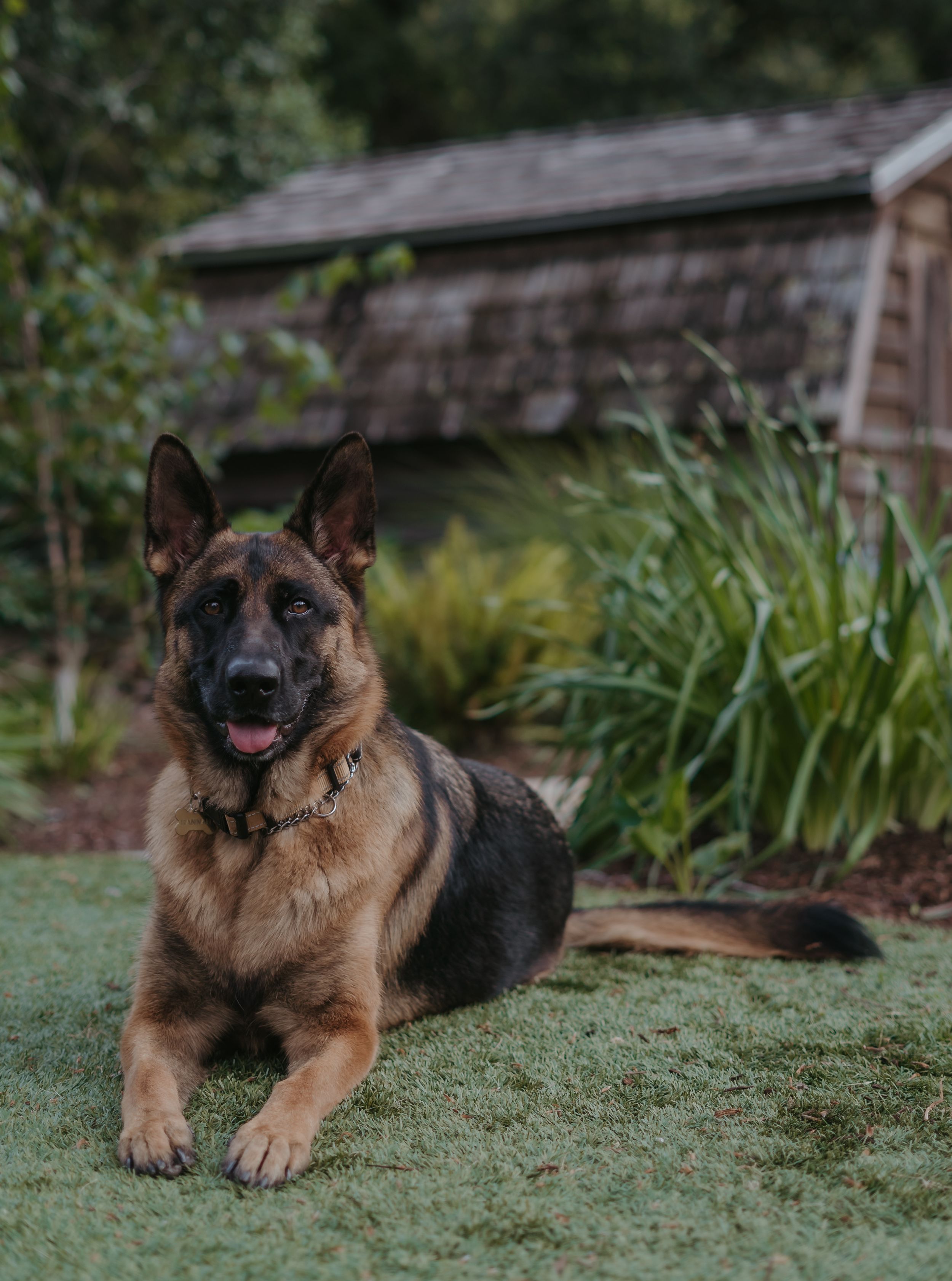 A German Shepherd dog lies alert on grass with a rustic building and green foliage in the background.