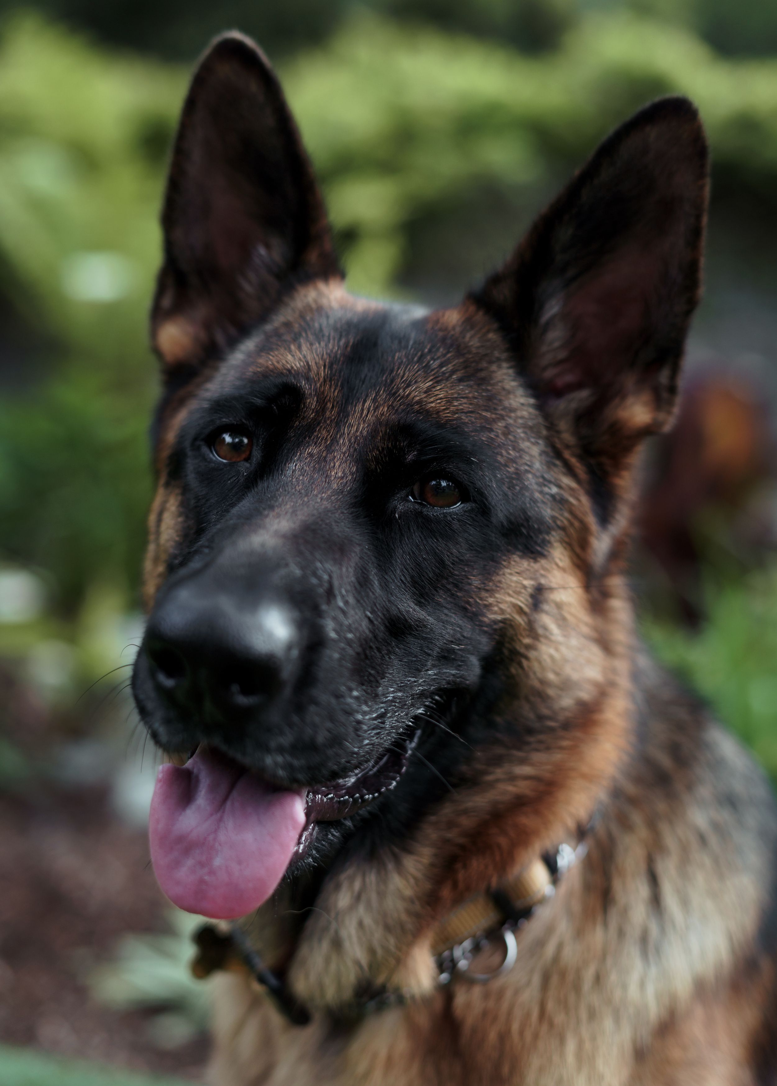 Alert German Shepherd dog with tan and black fur wearing a collar poses outdoors with natural green background.