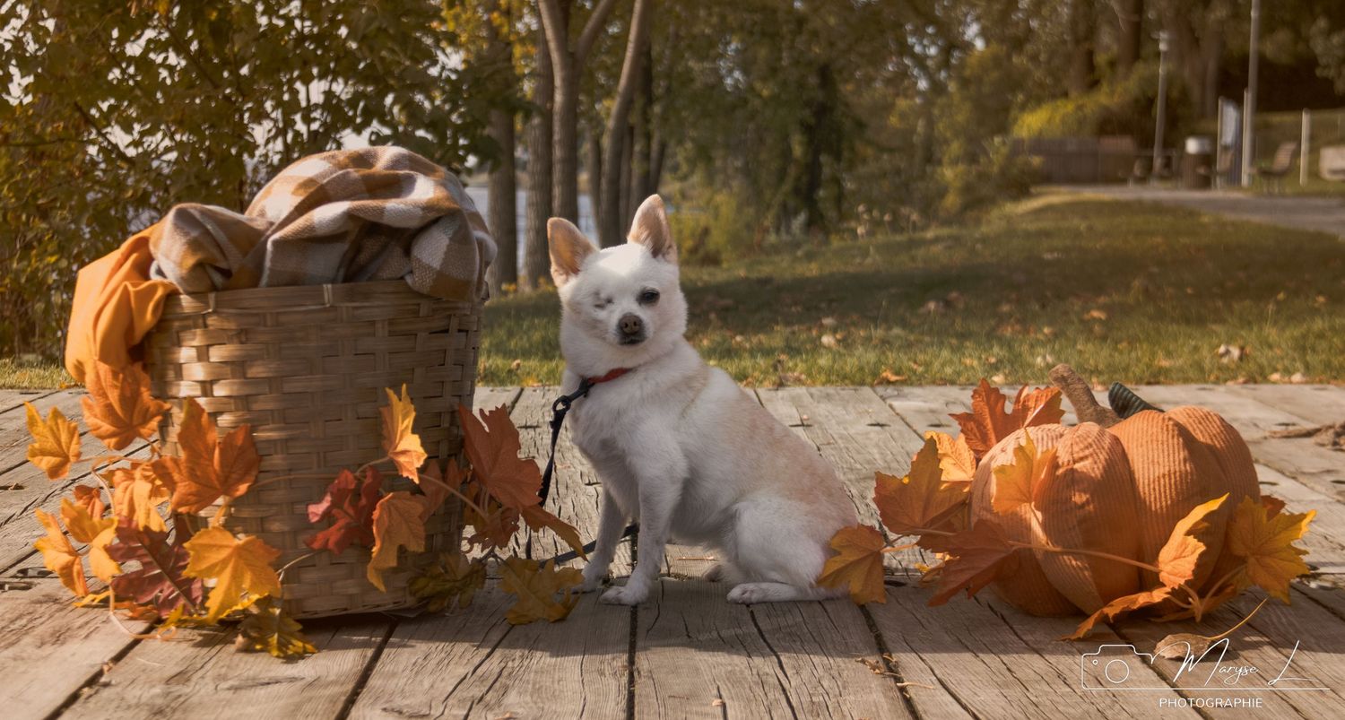 Small white dog sits on wooden deck surrounded by orange autumn leaves and pumpkins in outdoor setting.