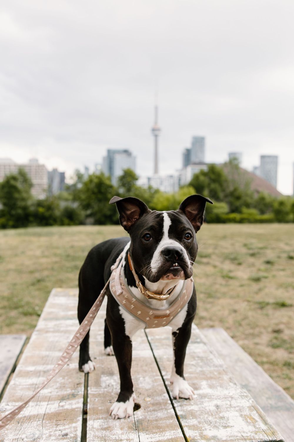Black and white Boston Terrier dog standing on wooden deck with Toronto skyline and CN Tower in background.