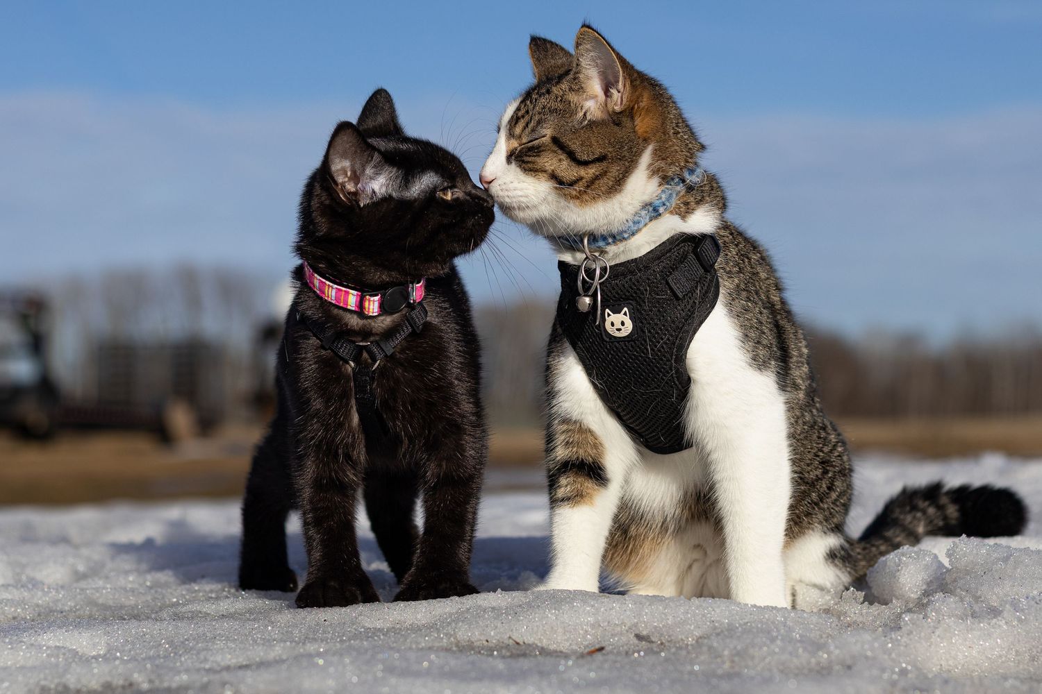 Black cat and tabby cat wearing harnesses sitting together on snow in sunny winter outdoor setting.