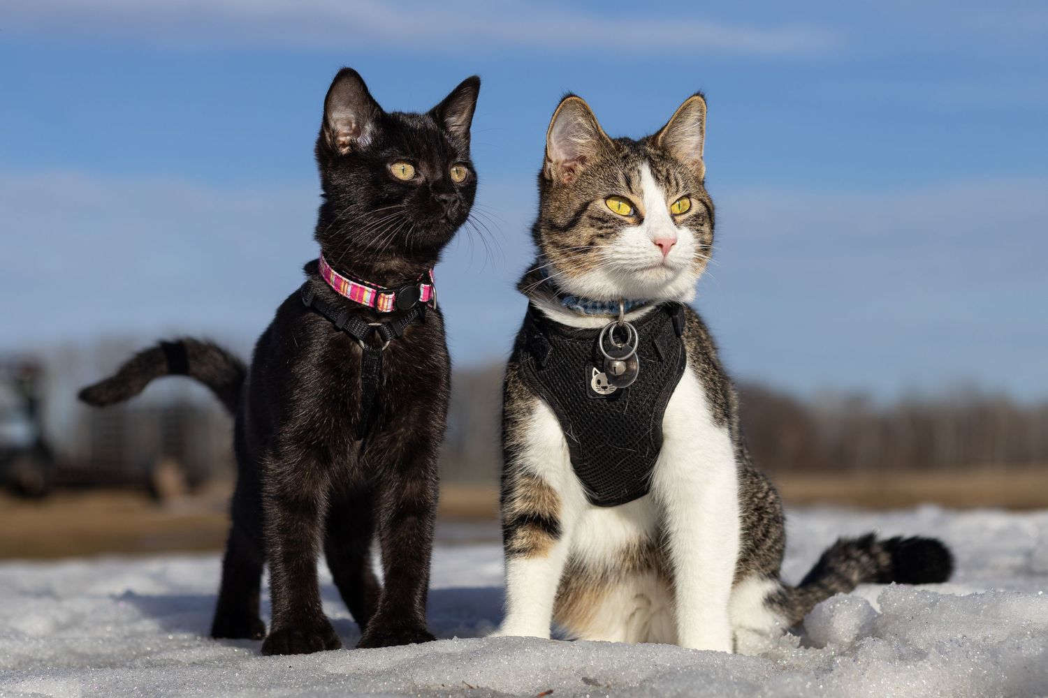 Black cat and tabby cat wearing colorful harnesses posing together on snow under bright blue sky.