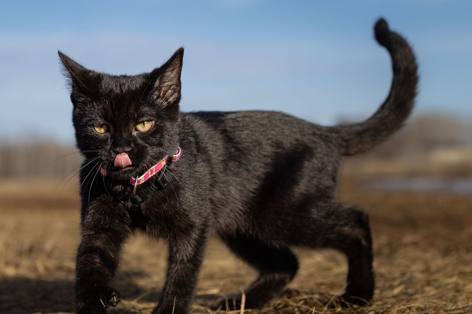 Sleek black cat with pink collar licking lips while walking on dry grass in sunny outdoor setting.