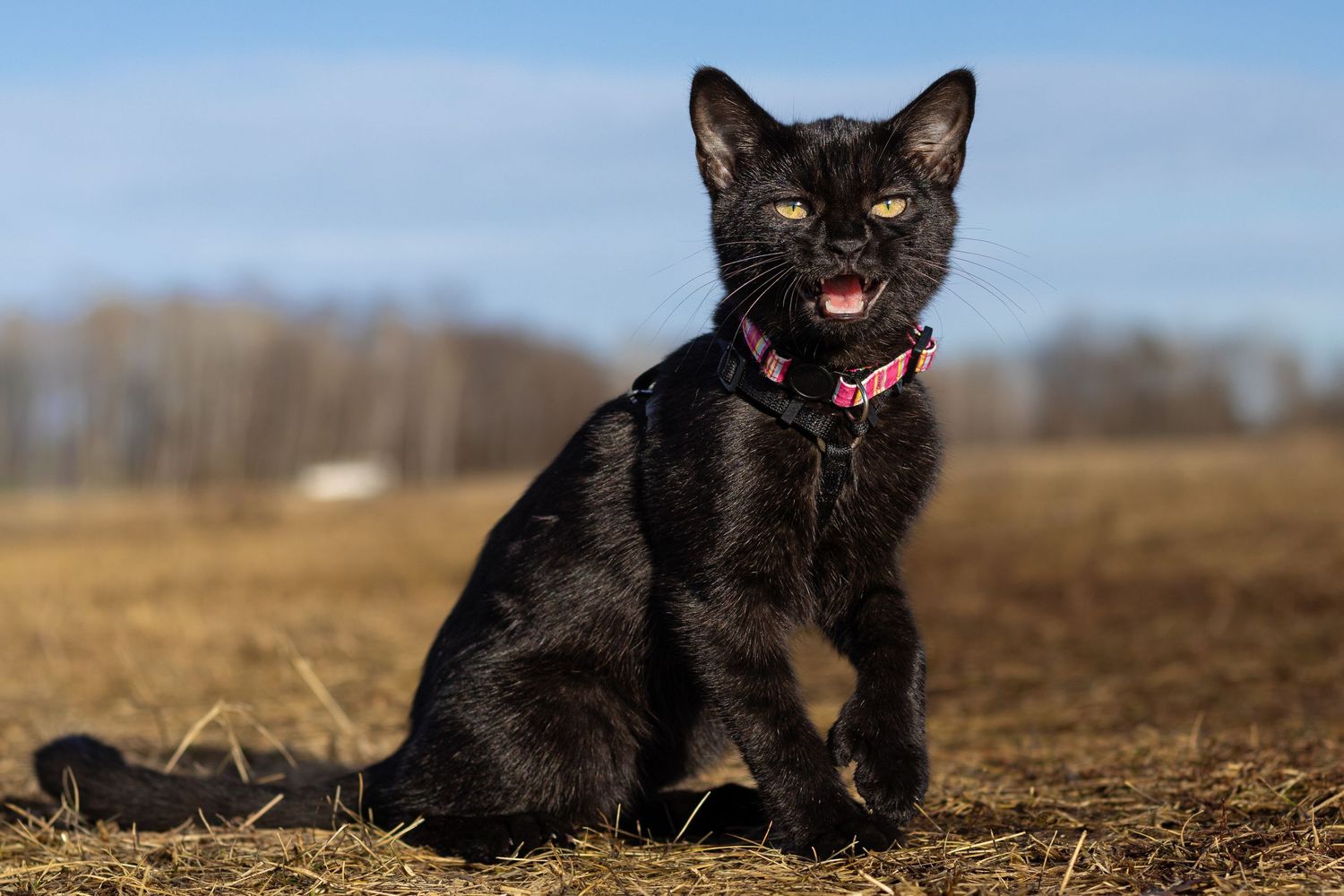 Black cat with pink collar sitting on dry grass field with open mouth on a sunny day.