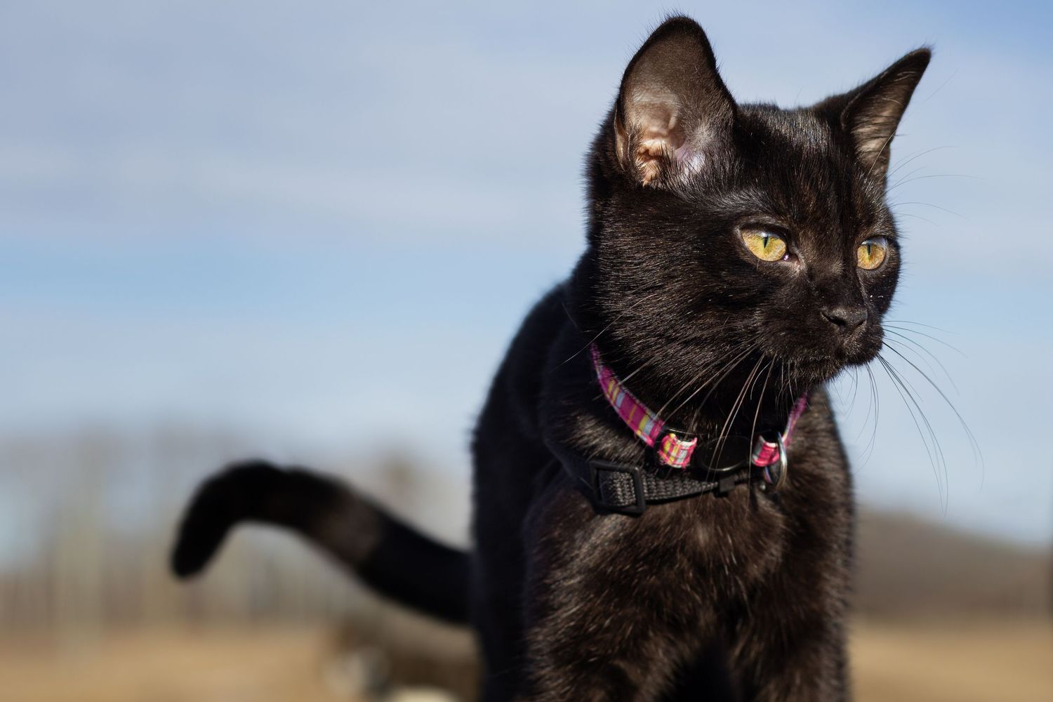 Sleek black cat with pink plaid harness sitting outdoors against blurred natural background on sunny day.