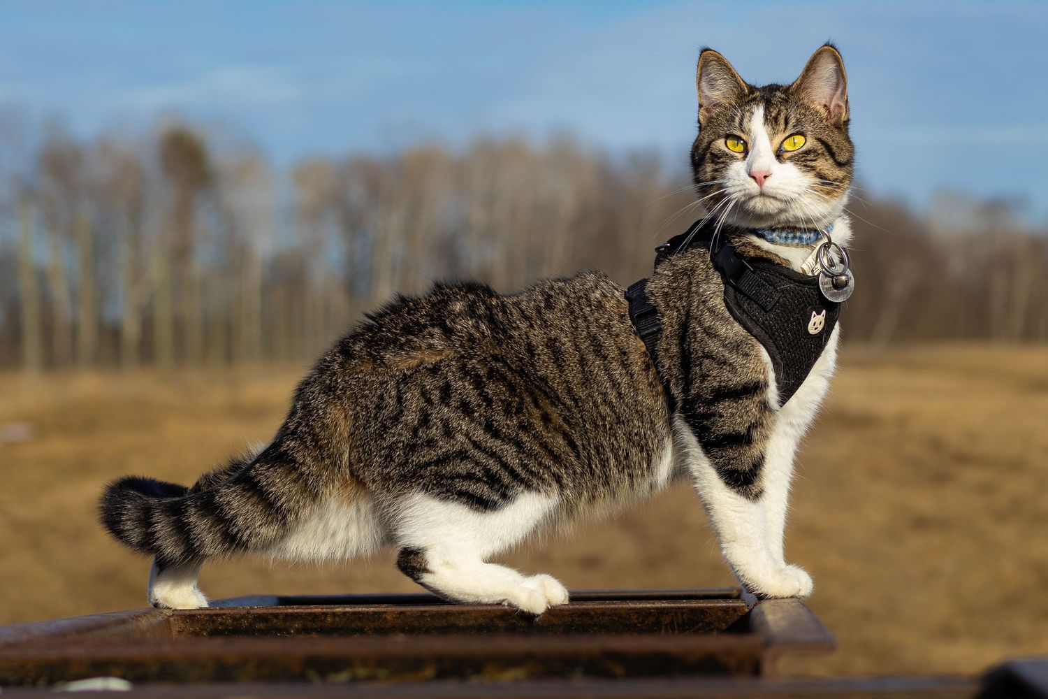 A tabby cat wearing a black harness stands proudly on a surface outdoors against a blue sky.