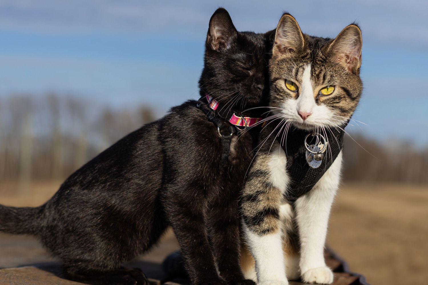 Two cats, one black and one tabby, sit together outdoors wearing collars against a blue sky.