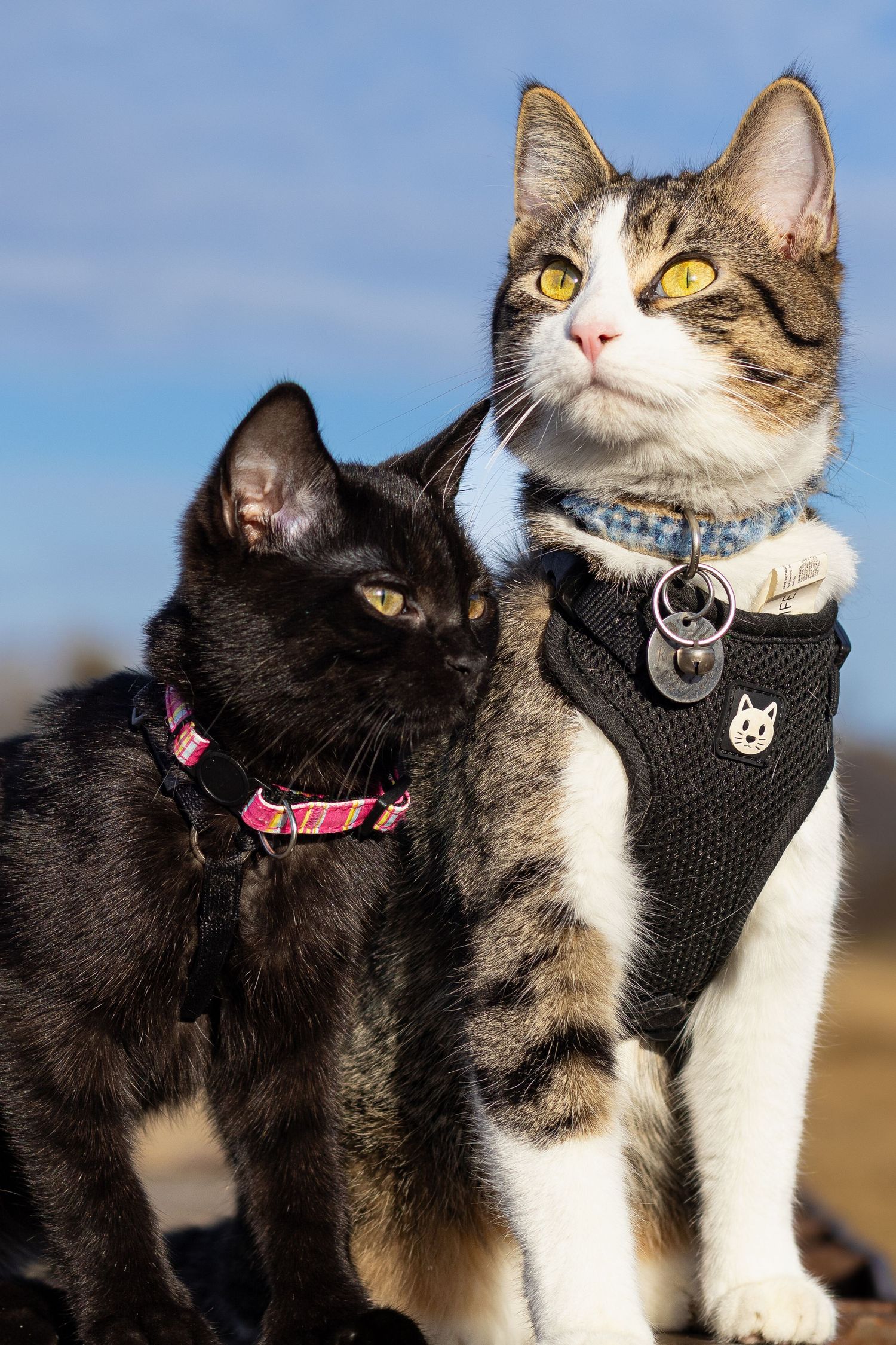 A black cat and a tabby cat in harnesses pose together outdoors under a bright blue sky.