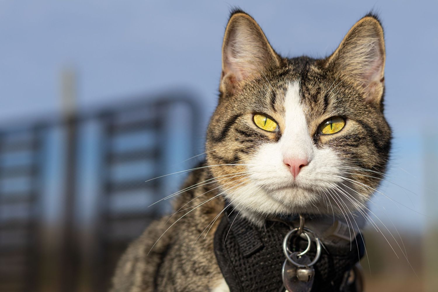 Close-up of a tabby cat with striking yellow eyes wearing a black harness outdoors.