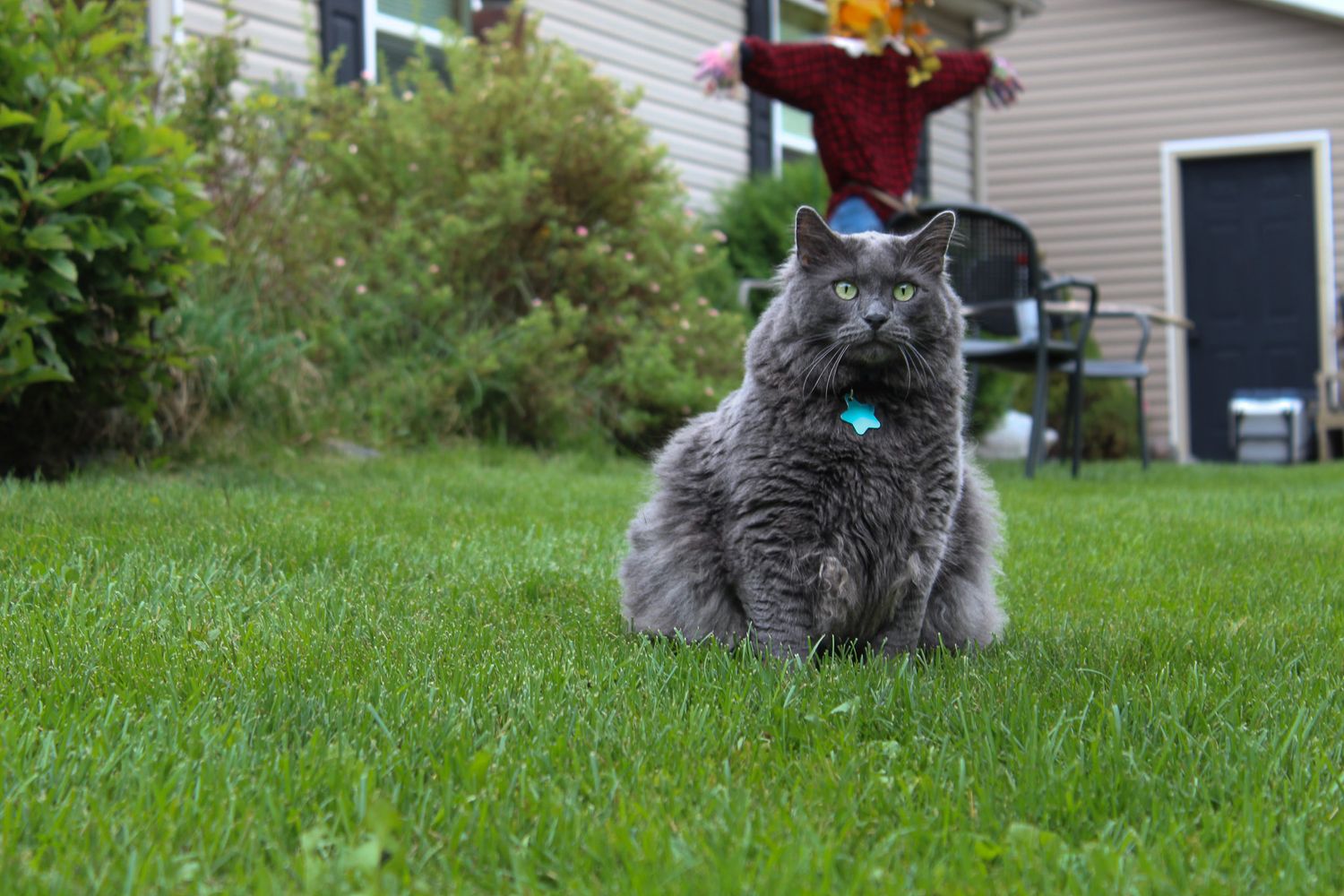 Fluffy gray cat with a teal collar sitting on green grass in a backyard garden.