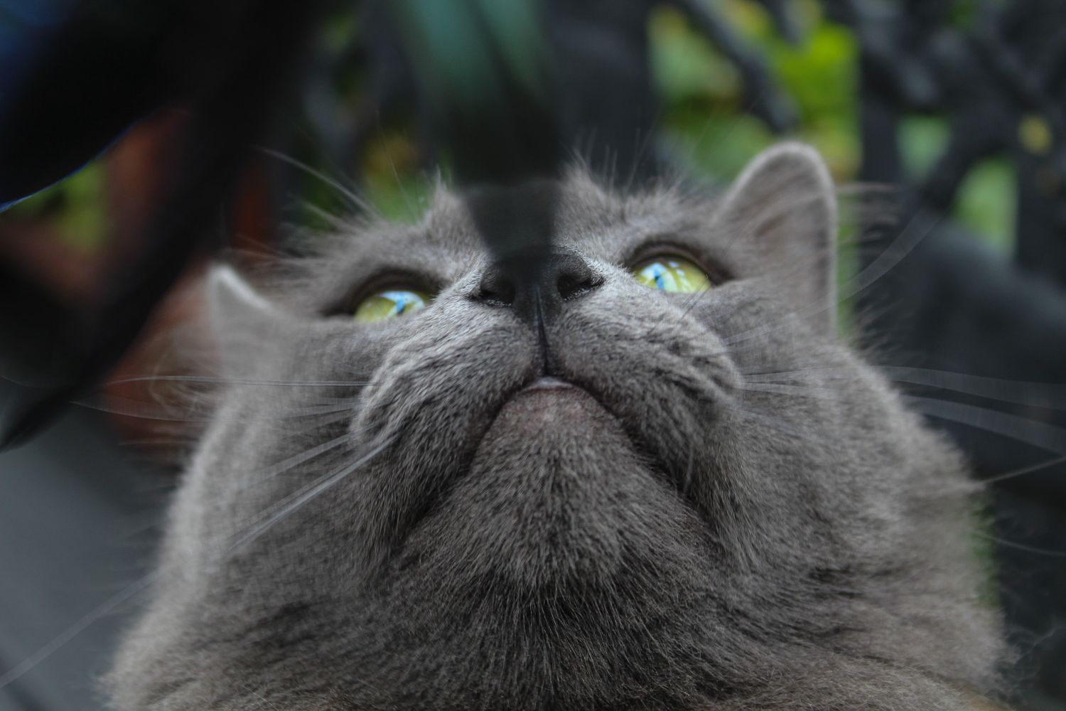 Close-up of a fluffy gray cat with vivid green eyes looking upward against dark background.