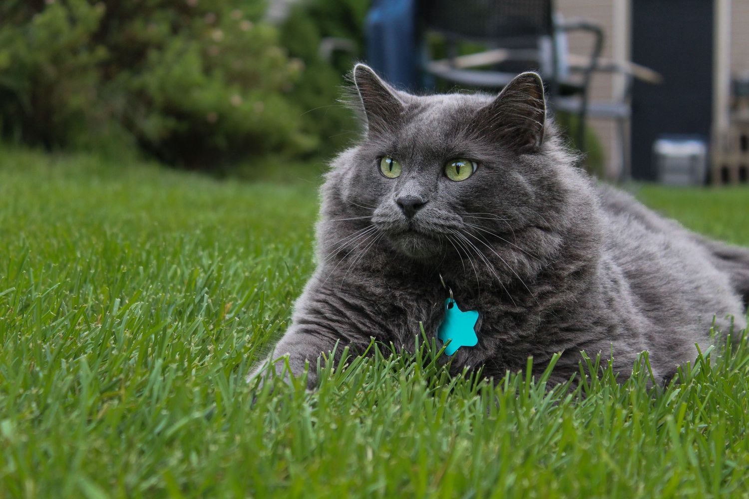 A fluffy gray cat with green eyes and a teal tag rests on lush green grass.