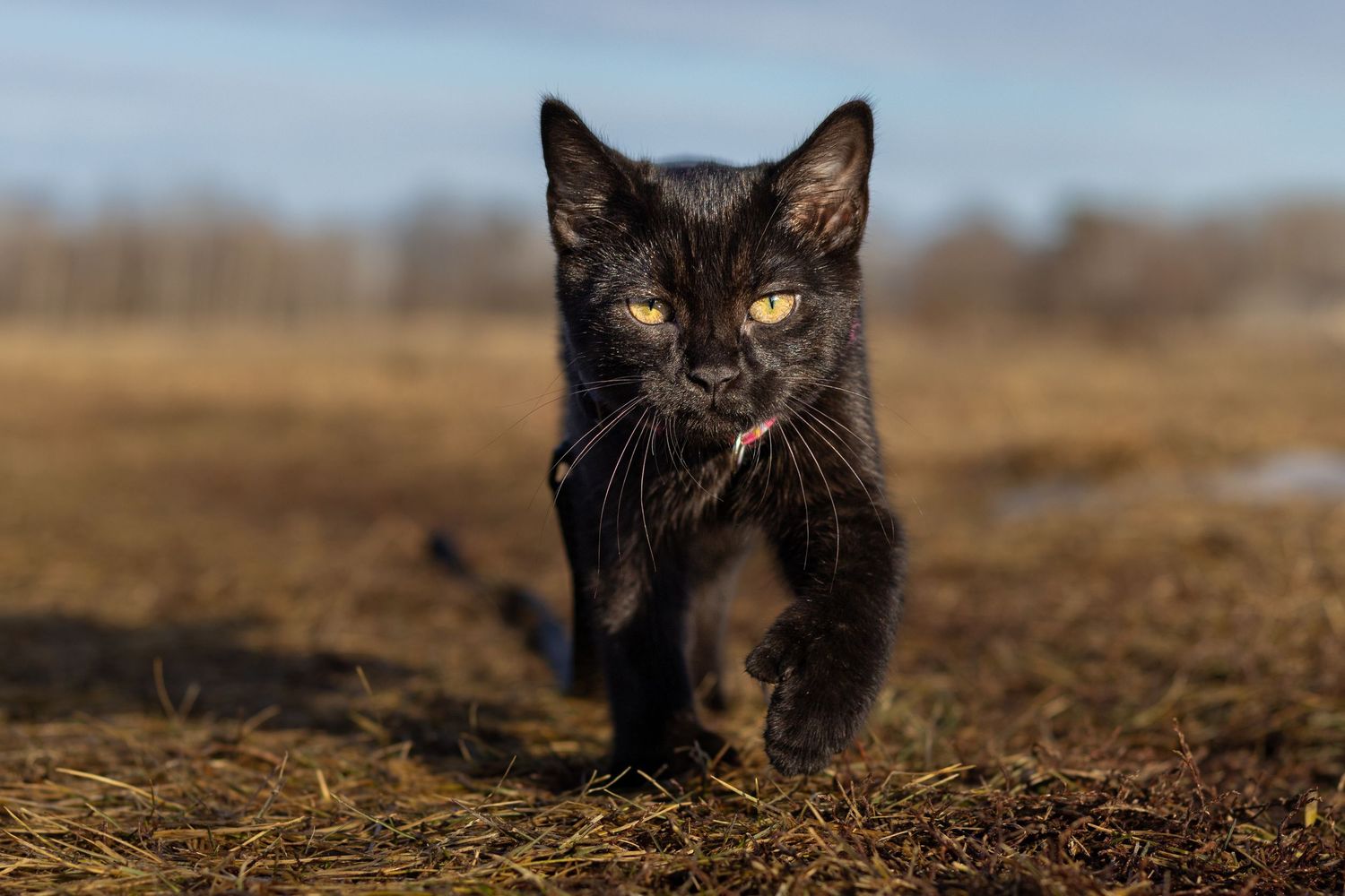 A sleek black cat with yellow eyes walks through dry grass in an outdoor setting.