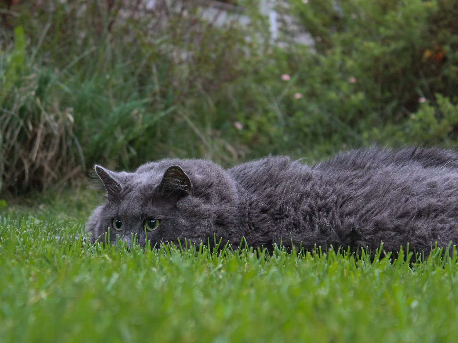 Fluffy gray long-haired cat lying low in lush green grass near garden shrubs.