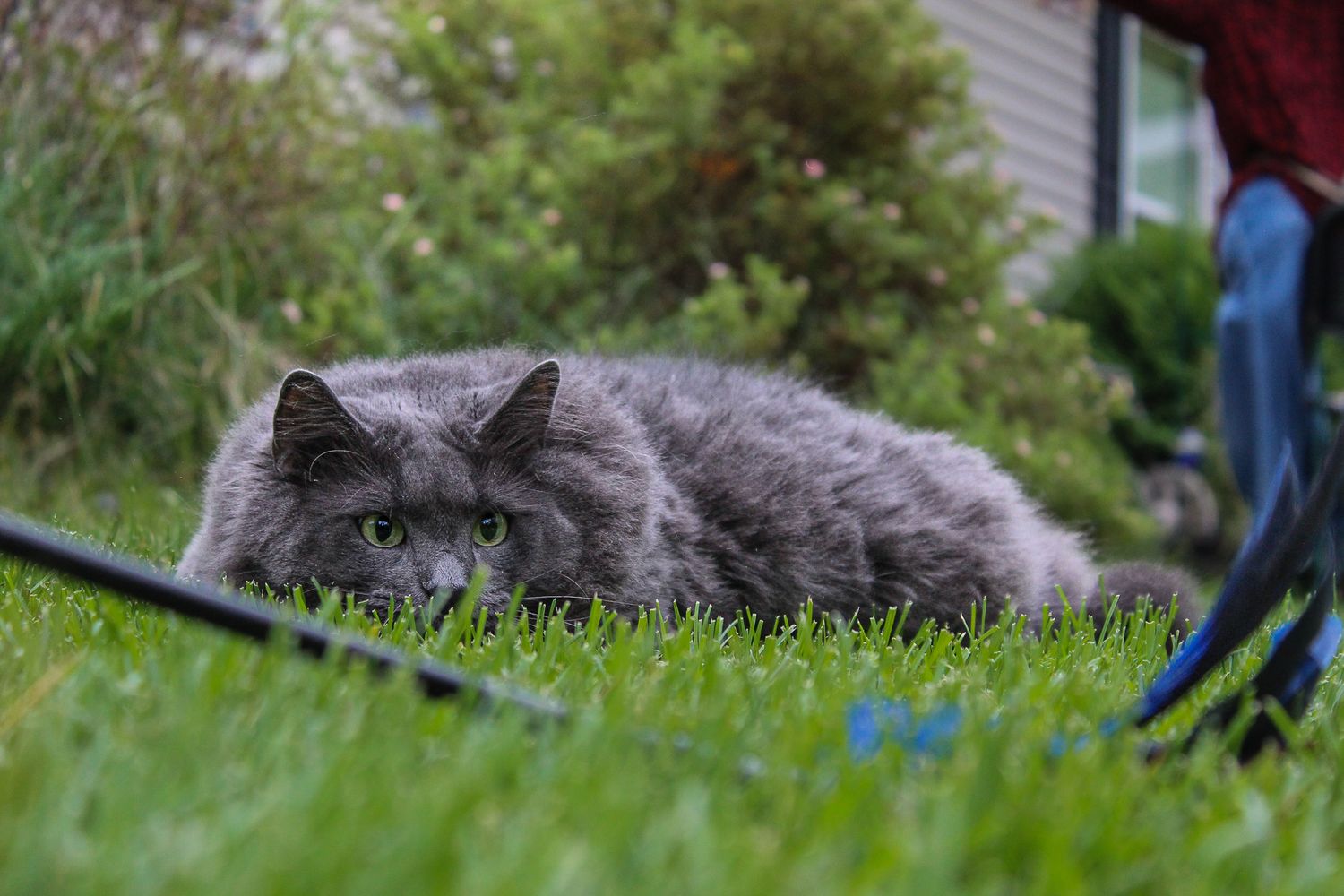Fluffy gray cat with green eyes crouching low on green grass near garden plants.