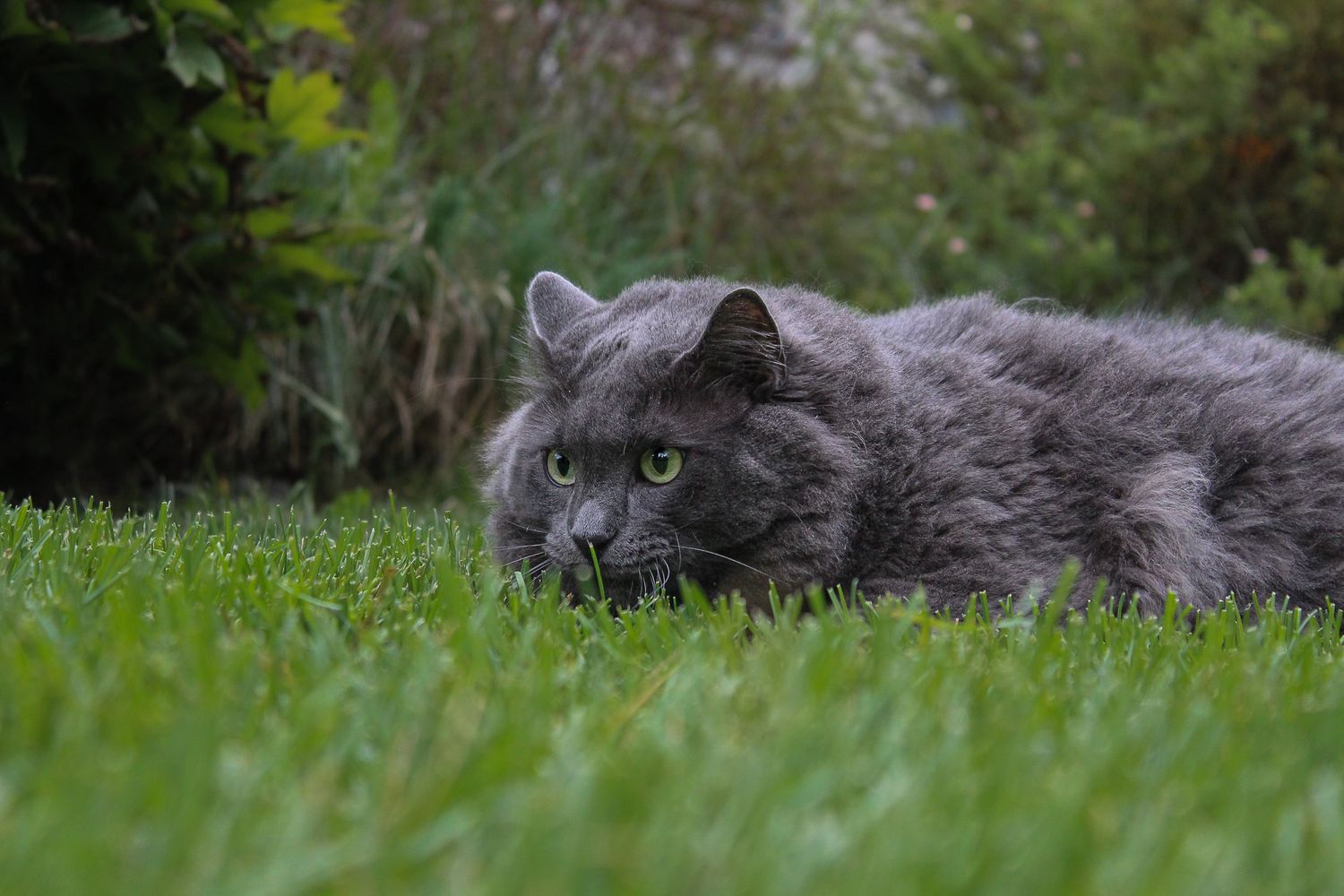 Fluffy gray long-haired cat with green eyes lying alert in lush green grass outdoors.