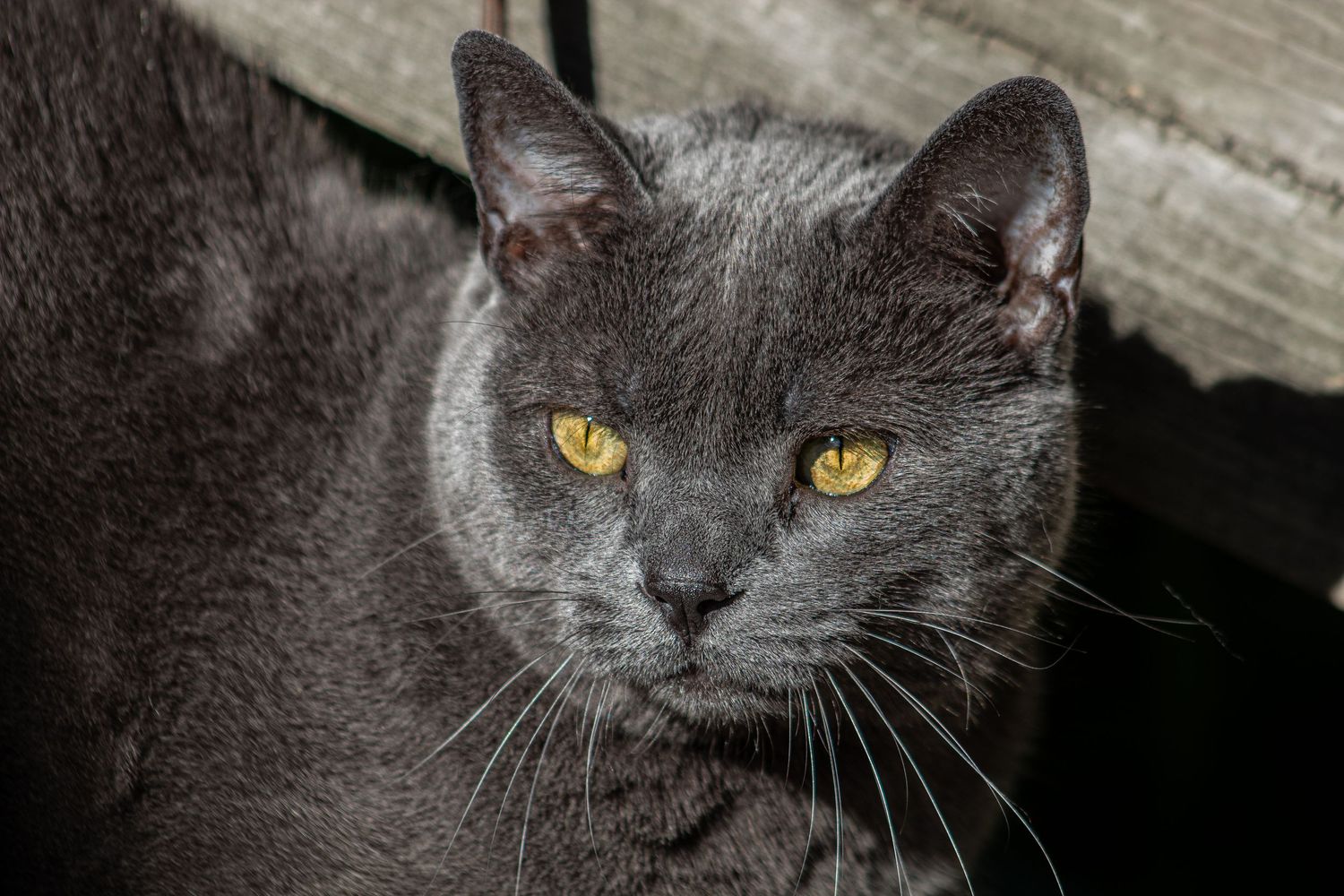 A gray Chartreux cat with striking yellow eyes sits alert in a dark wooden setting.