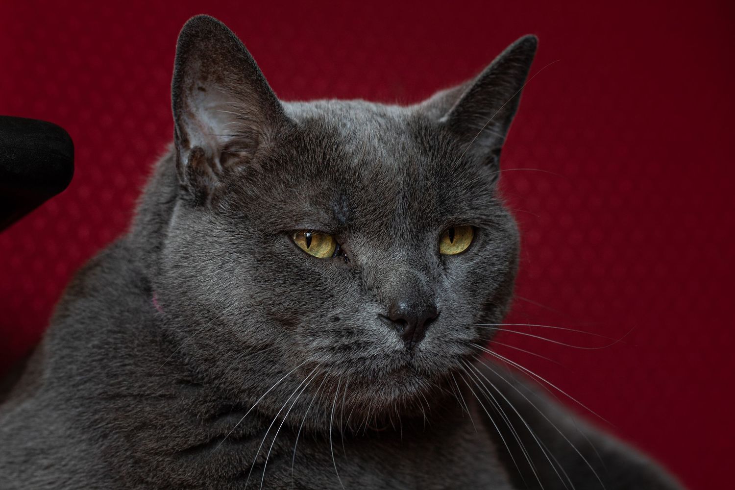 A gray Chartreux cat with golden eyes rests calmly against a bold red background.