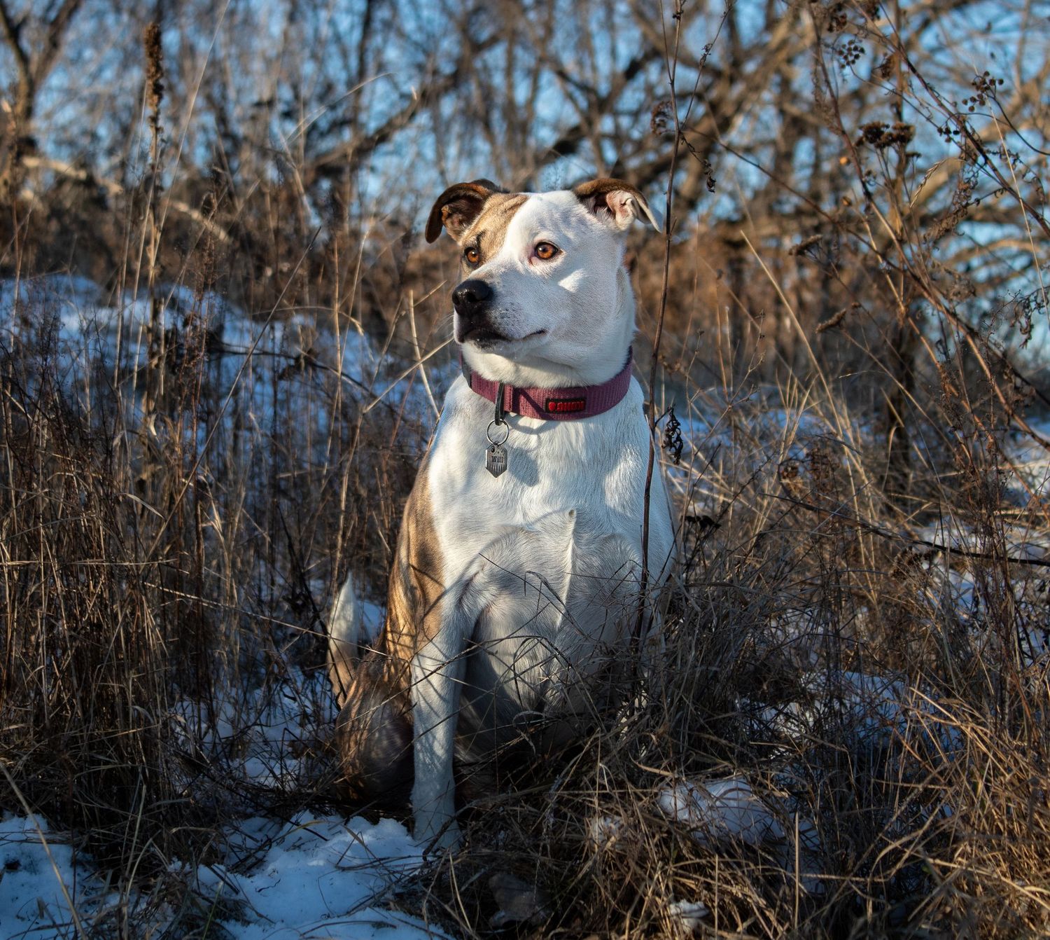 A white and brown Pit Bull dog sits in a snowy winter landscape among dry brush.