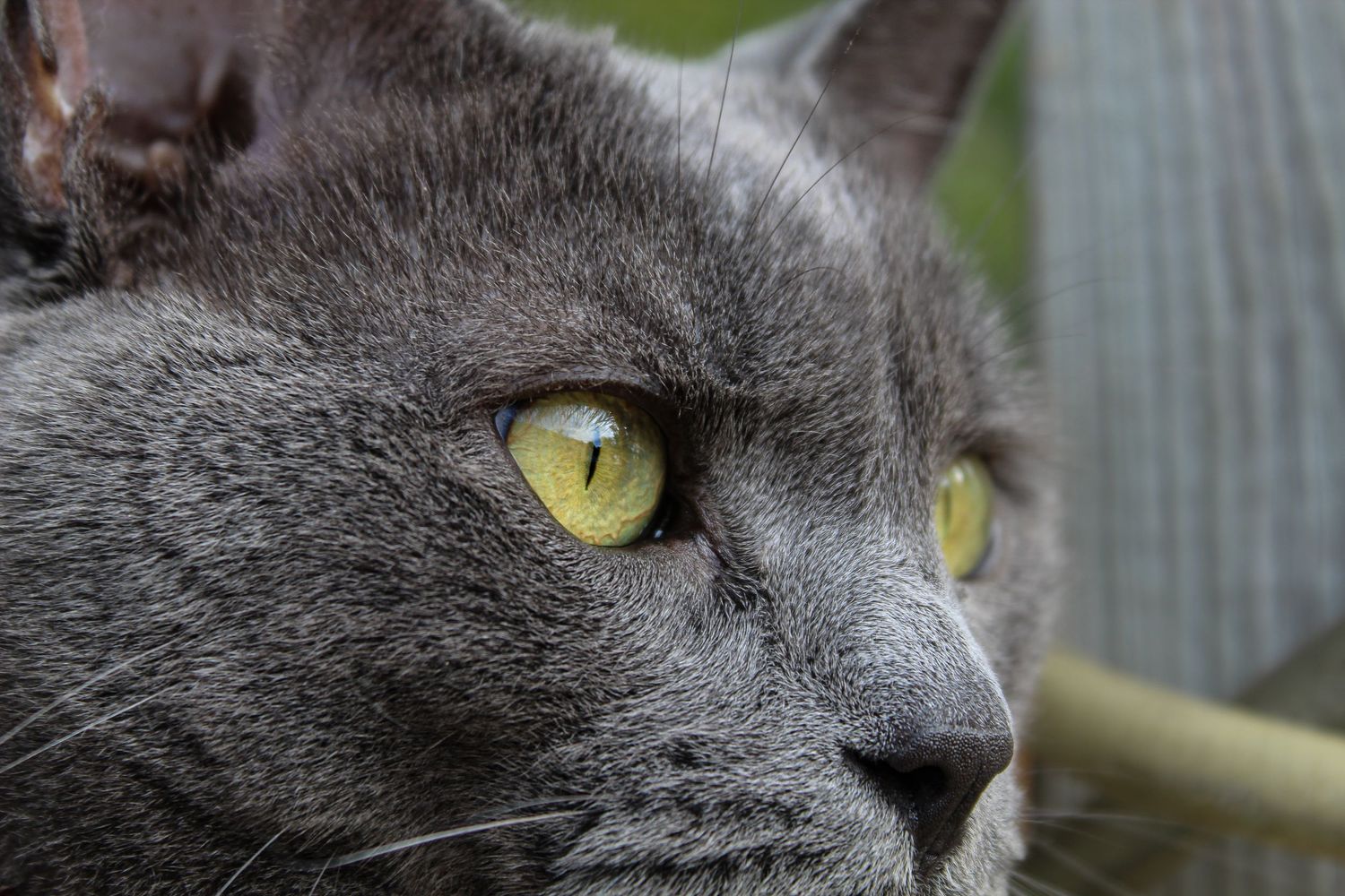 Close-up of gray cat with striking yellow-green eyes outdoors.