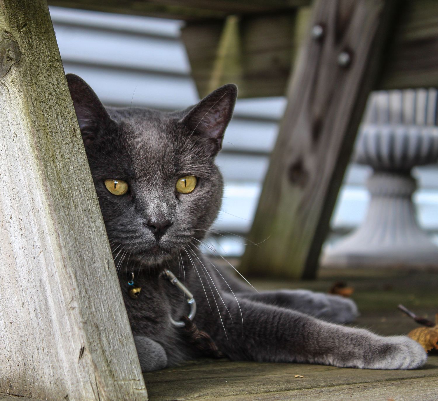 Gray cat with yellow eyes resting on wooden deck between posts.