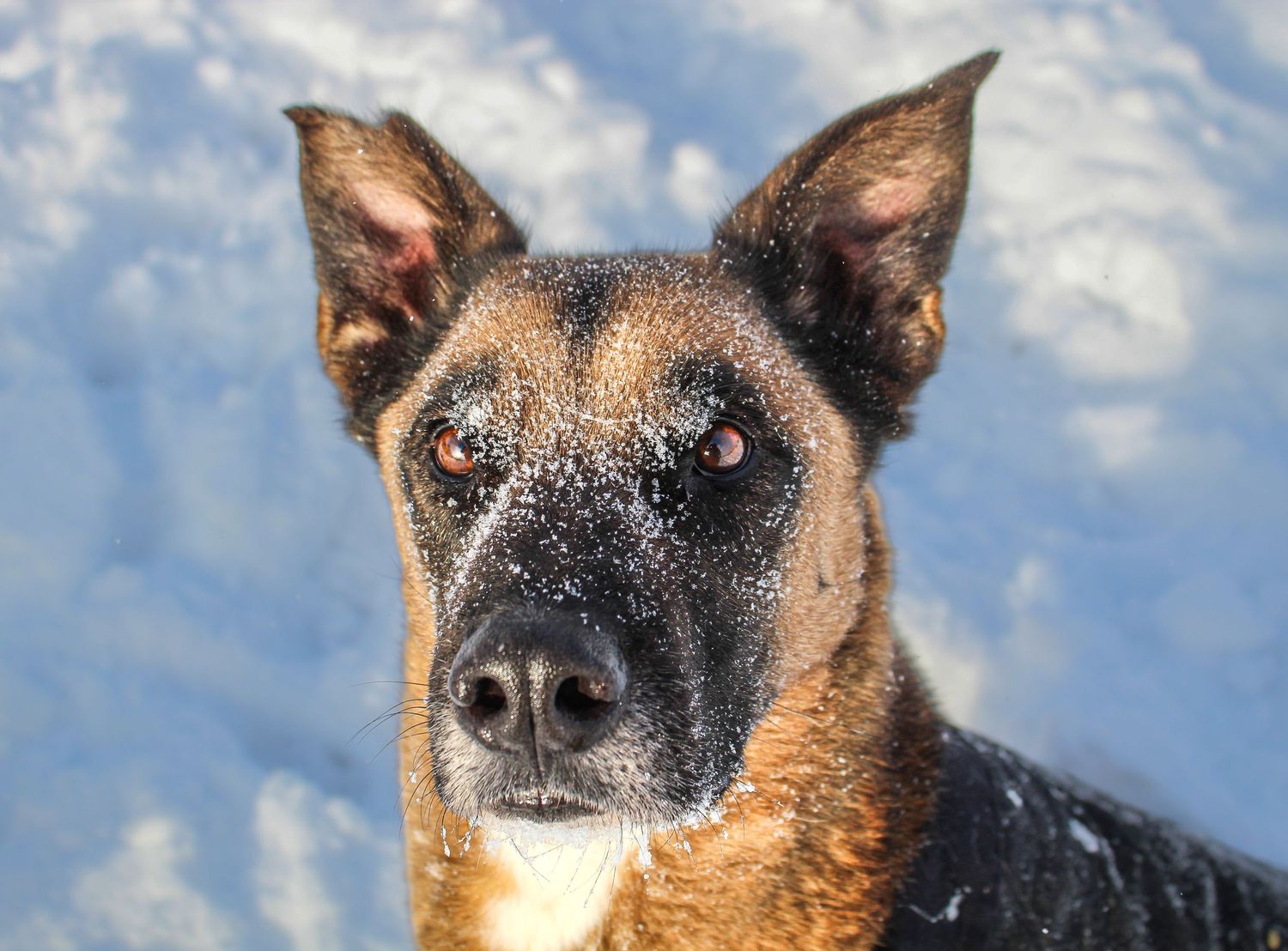 A close-up of a Belgian Malinois dog with snow on its face against a snowy background.